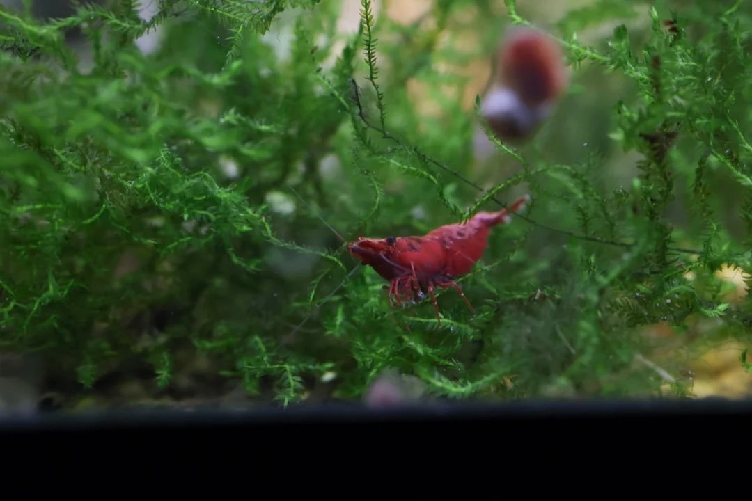 fs-anne-arundel-county-md-2-50-red-neocaridina-shrimp-v0-7zc0dx86x2rc1.jpeg