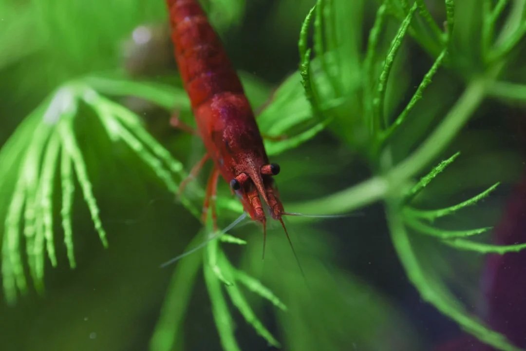 Red Neocaridina Shrimp (10)