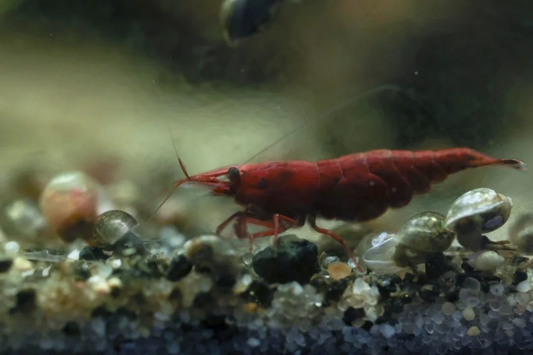 fs-anne-arundel-county-md-2-50-red-neocaridina-shrimp-v0-jnt3jhb5x2rc1.jpeg