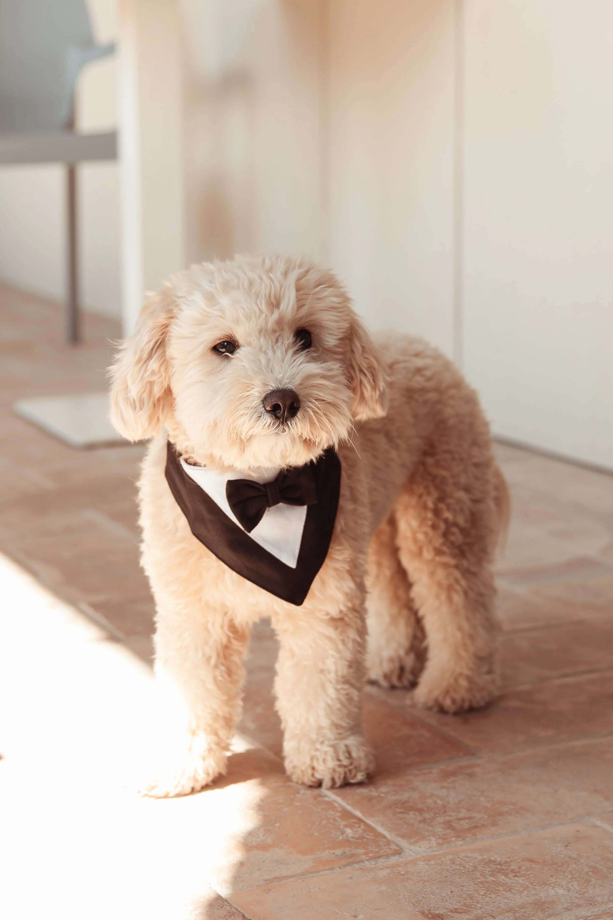 Cucciolo di cane con fiocco al collo, che indossa un papillon, in piedi sul pavimento in casa.
