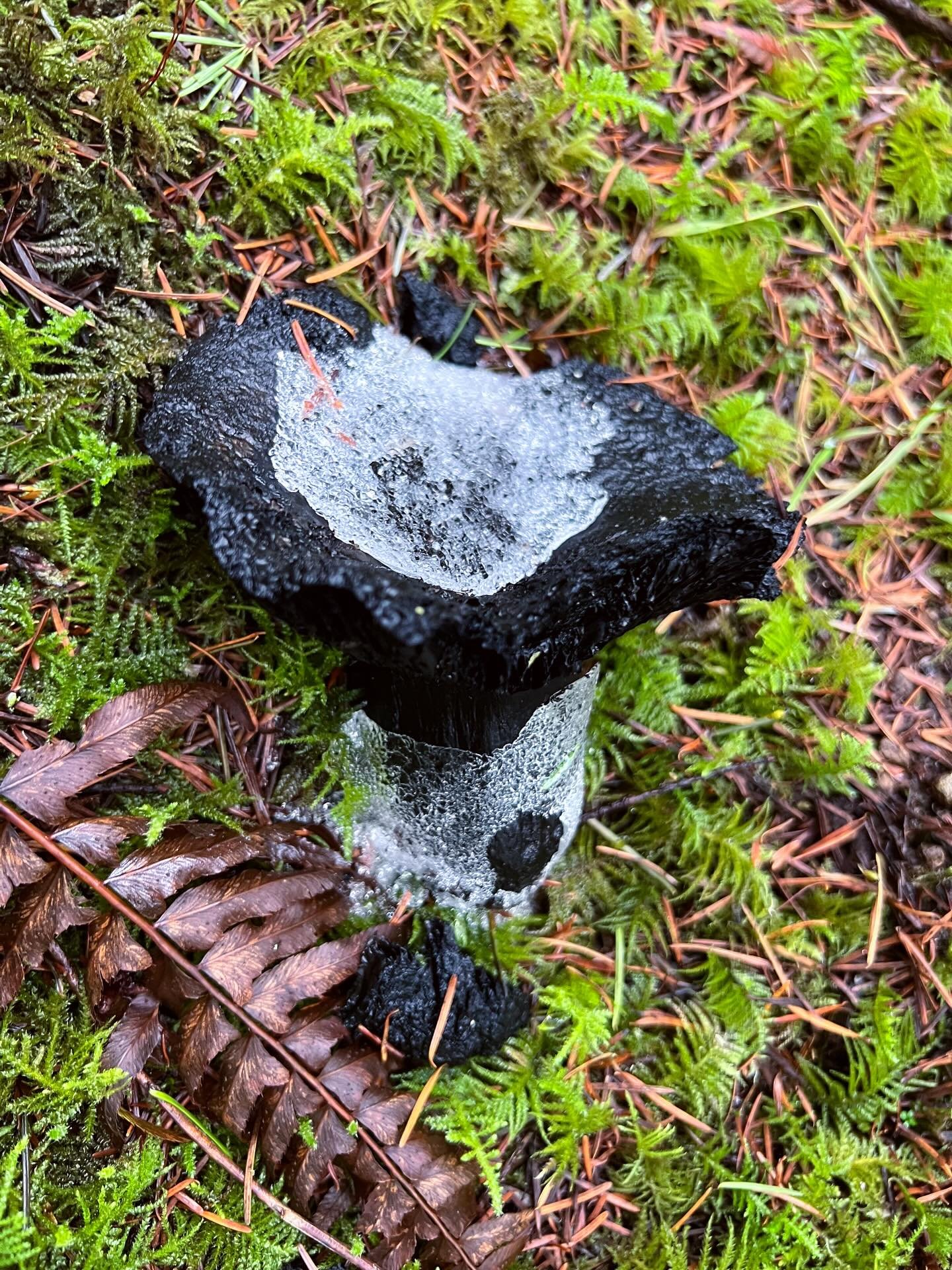 ❄️ frost in the forest 🌲 
A cold snap is a low key great time to walk the woods when the trail is firm (aka not muddy) and everything has a little more ✨🍄
#hoovenforest #fungusfriday #conservation #pnw #pnwonderland