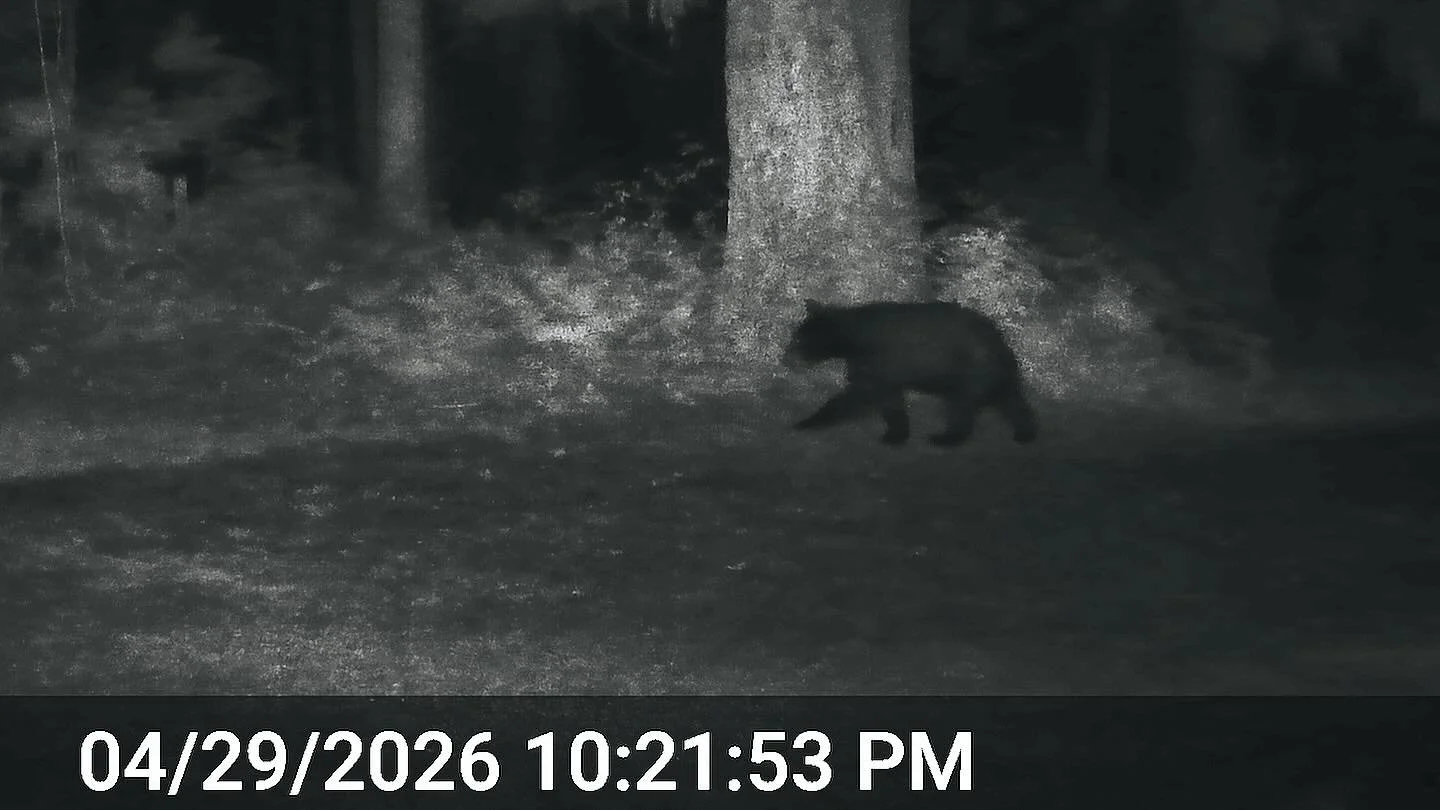 Yes the bears are awake, in case you were wondering. 🐻 black bears typically wake up from their hibernation or lighter &ldquo;torpor&rdquo; between mid March and mid May. Foraging males are usually the earliest to wake with mothers and cubs leaving 