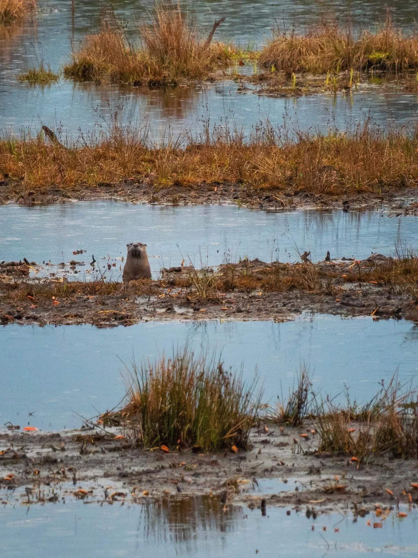 In case you need convincing of the value of greenbelts and the interconnectedness of our watersheds, here&rsquo;s some proof 🦦. Spotted in Crystal Lake, adjacent to Hooven Forest and connected through shared wetlands and the Hooven and Crystal Lake 