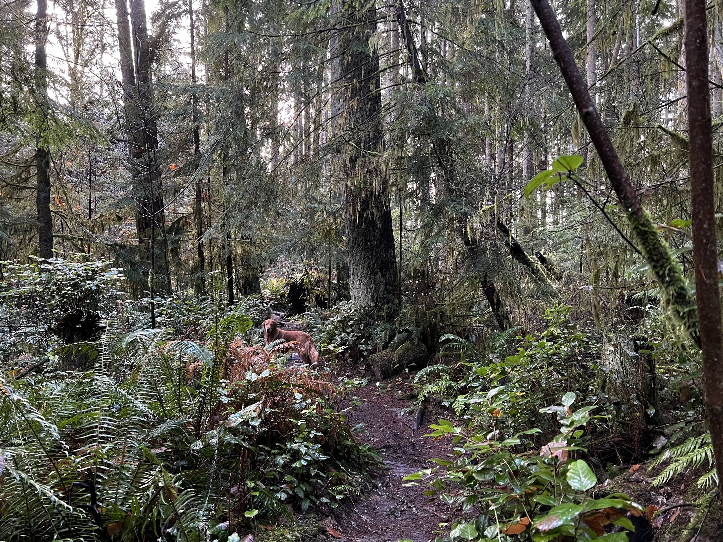Dog standing on a forest trail surrounded by tall trees and dense foliage.