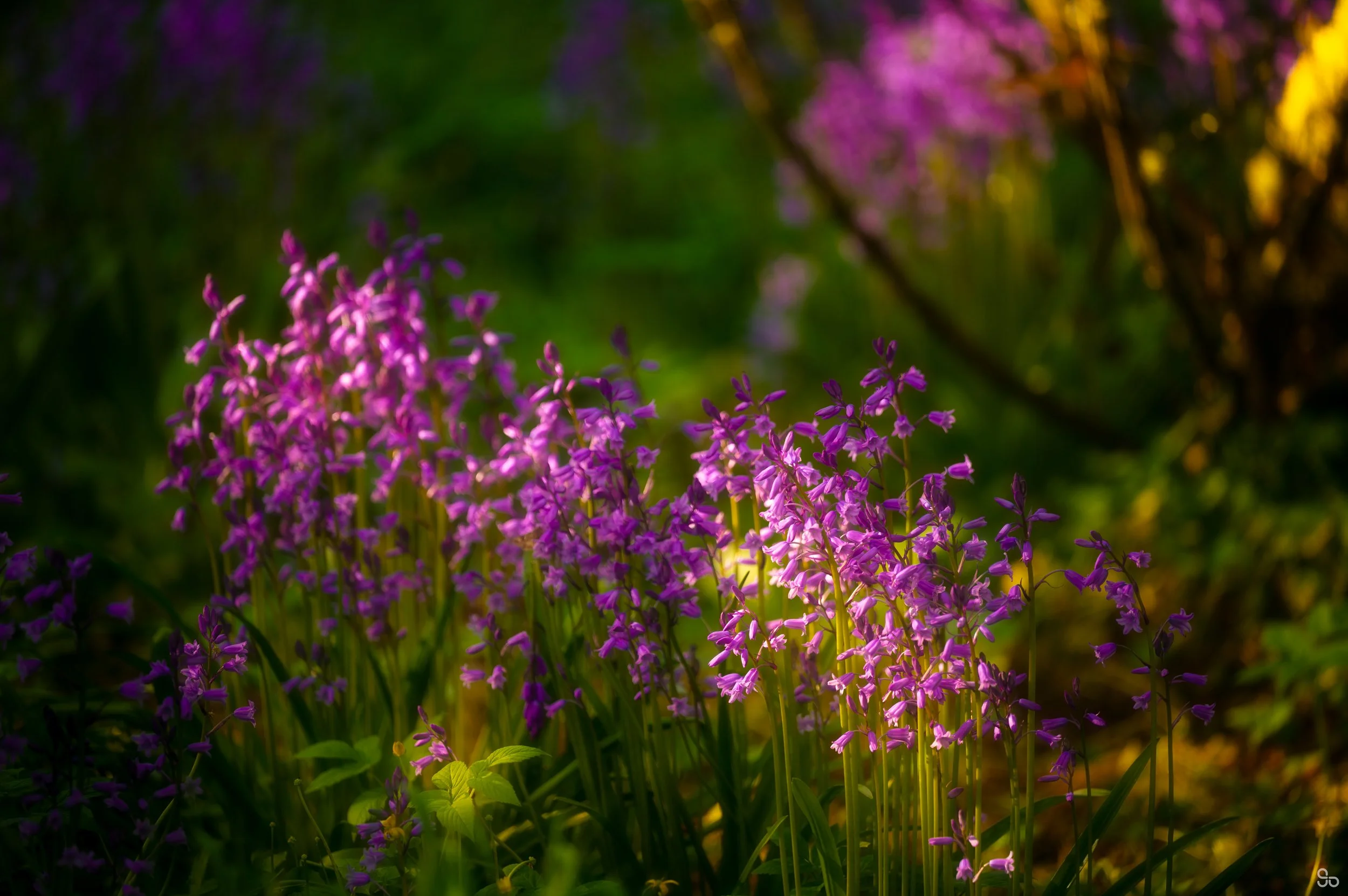 05 May - DSC_5889-Edit.jpg