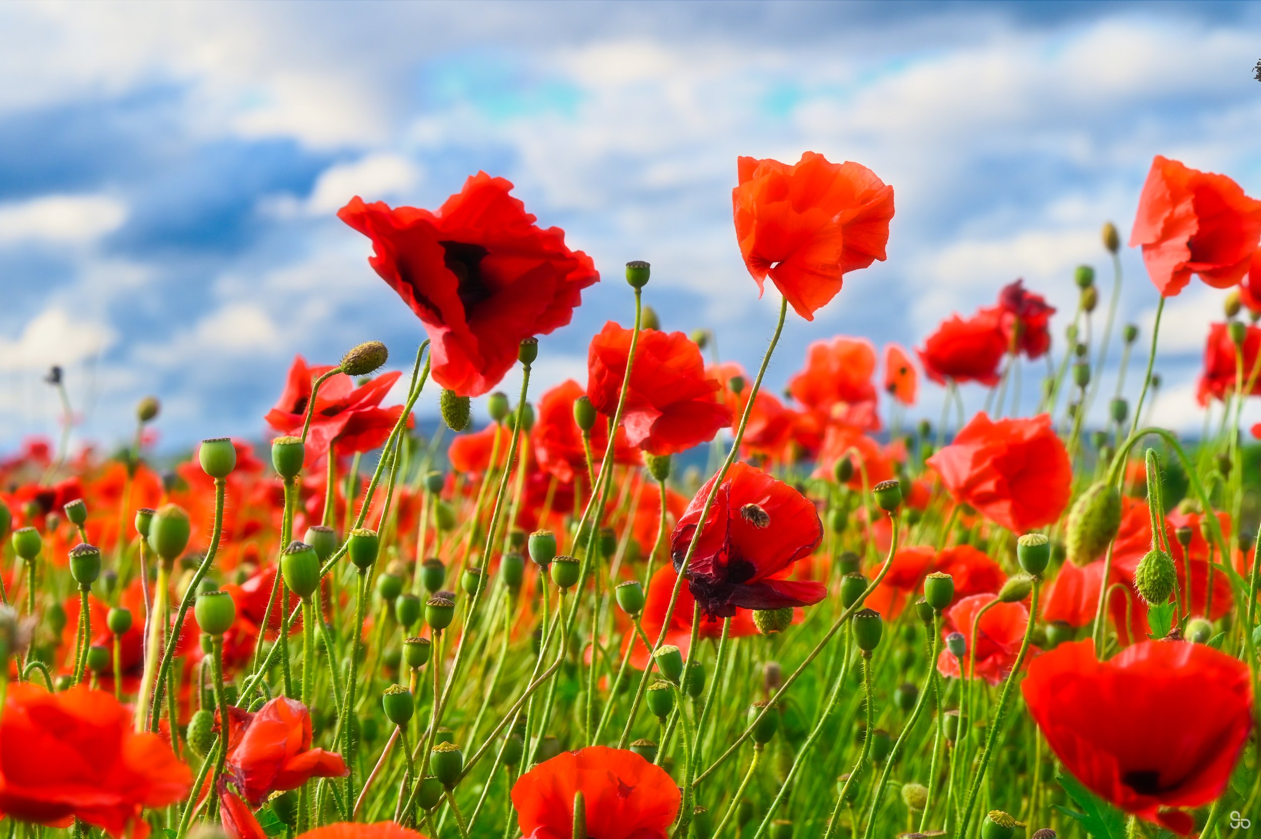 07 July DSC_9053-Edit.jpg