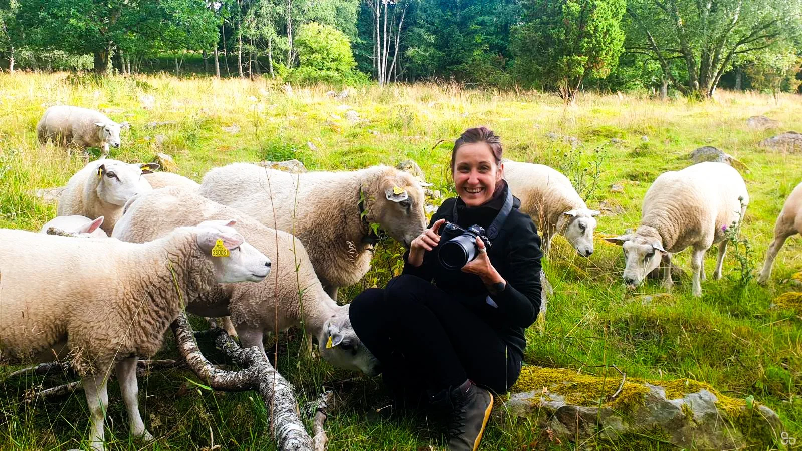 sheep-1.jpg