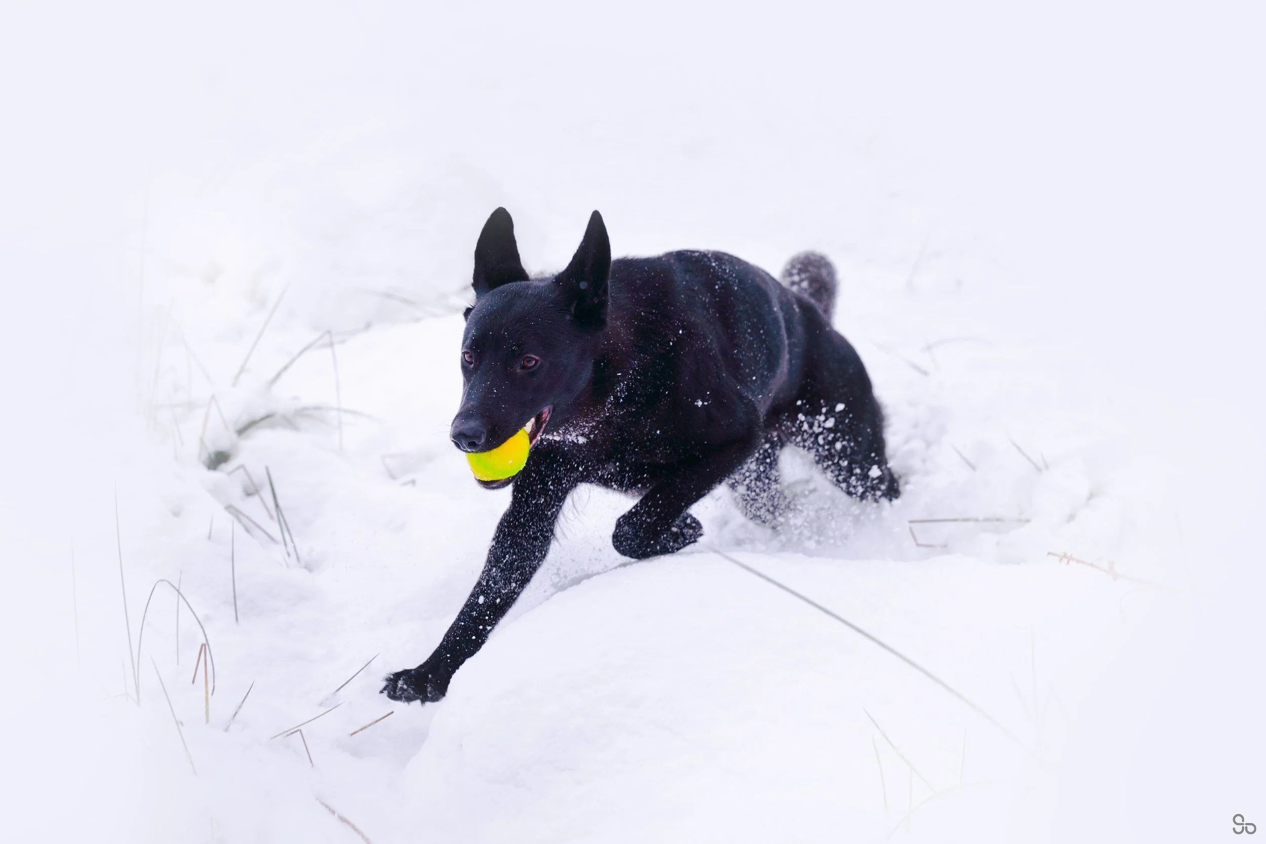 DSC_2465-Edit.jpg