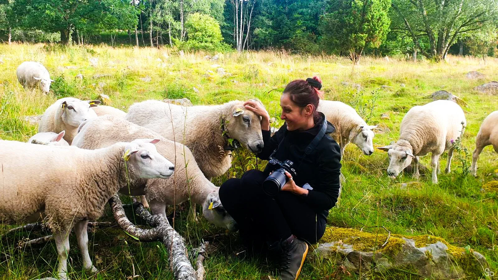 sheep-2.jpg