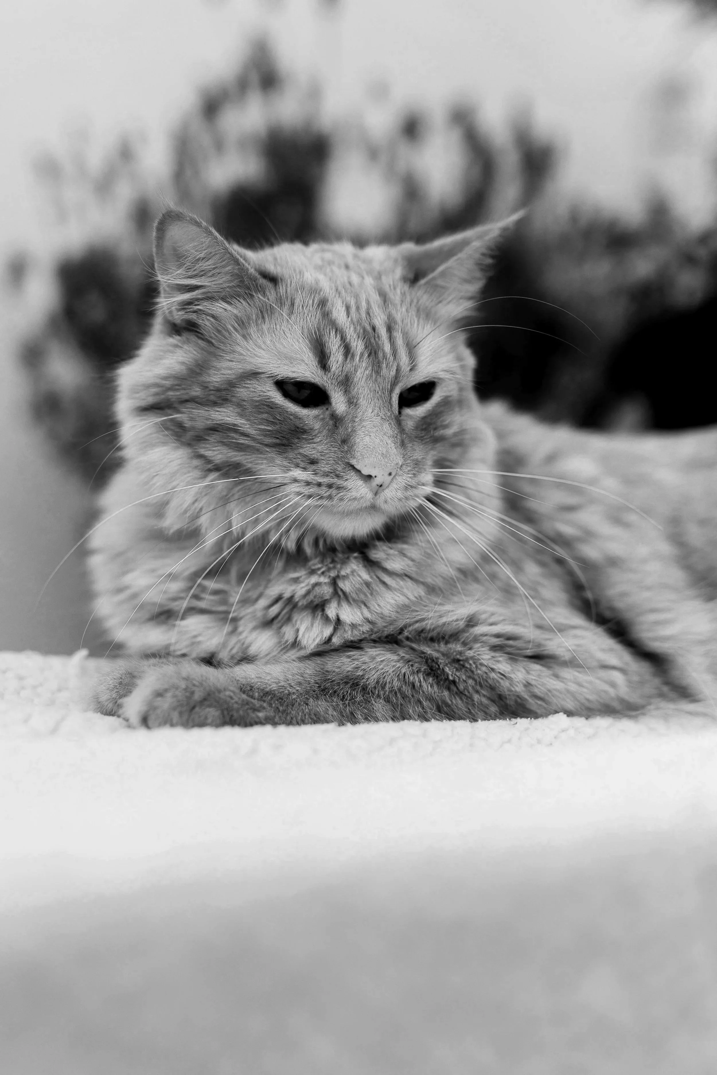 orange cat sitting on a blanket Night Paws kind, peaceful, professional, affordable, in home euthanasia by knowledgeable veterinarian