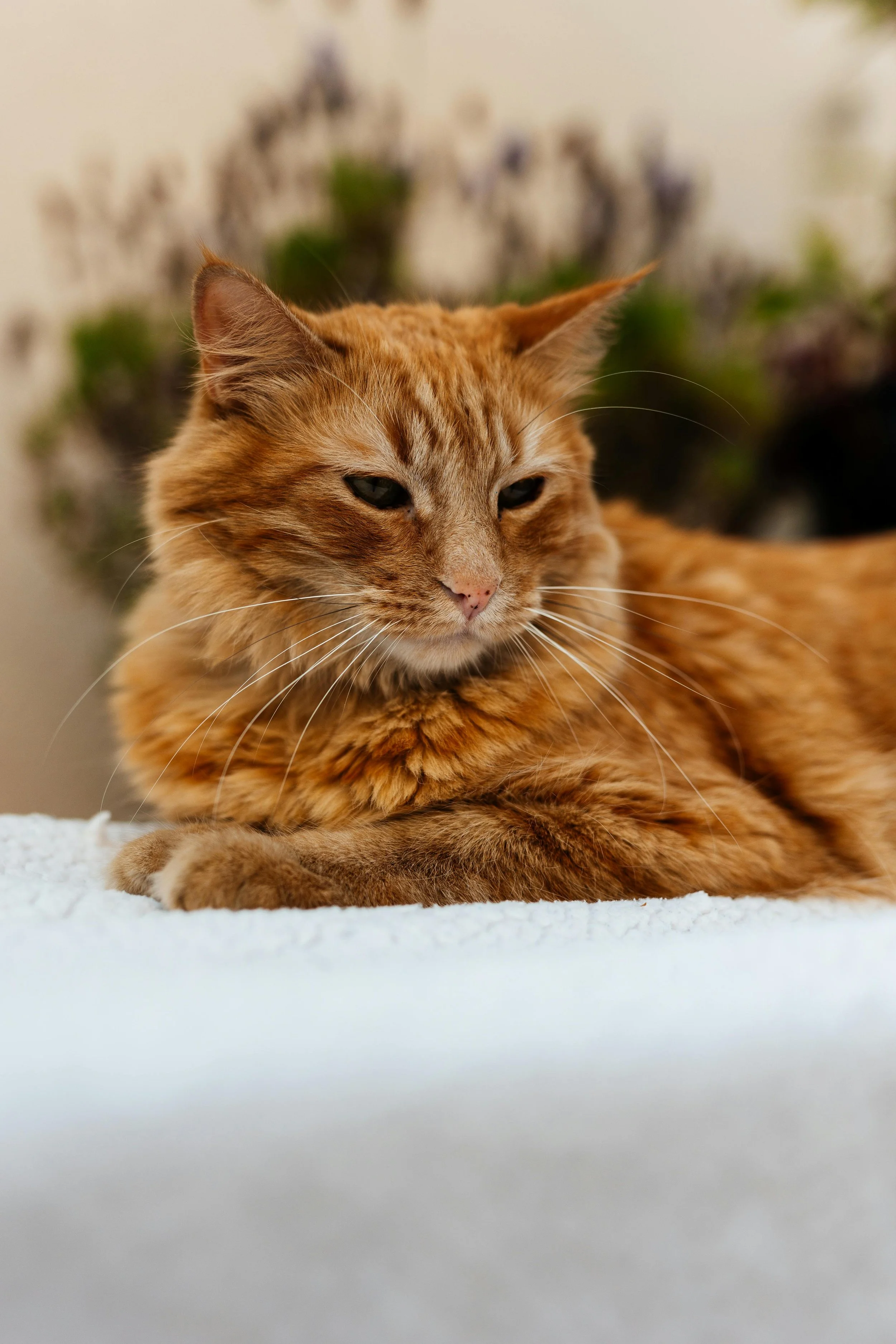 orange cat sitting on blanket Night Paws kind, peaceful, professional, affordable, in home euthanasia by knowledgeable veterinarian