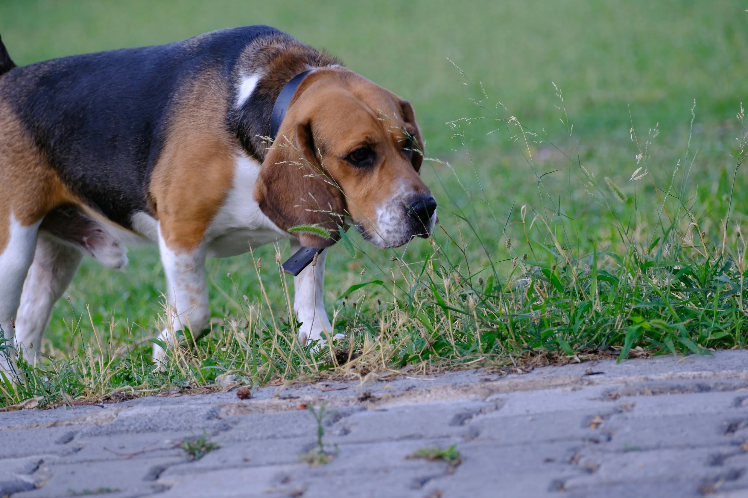 hound dog walking through grass Night Paws kind, peaceful, professional, affordable, in home euthanasia by knowledgeable veterinarian