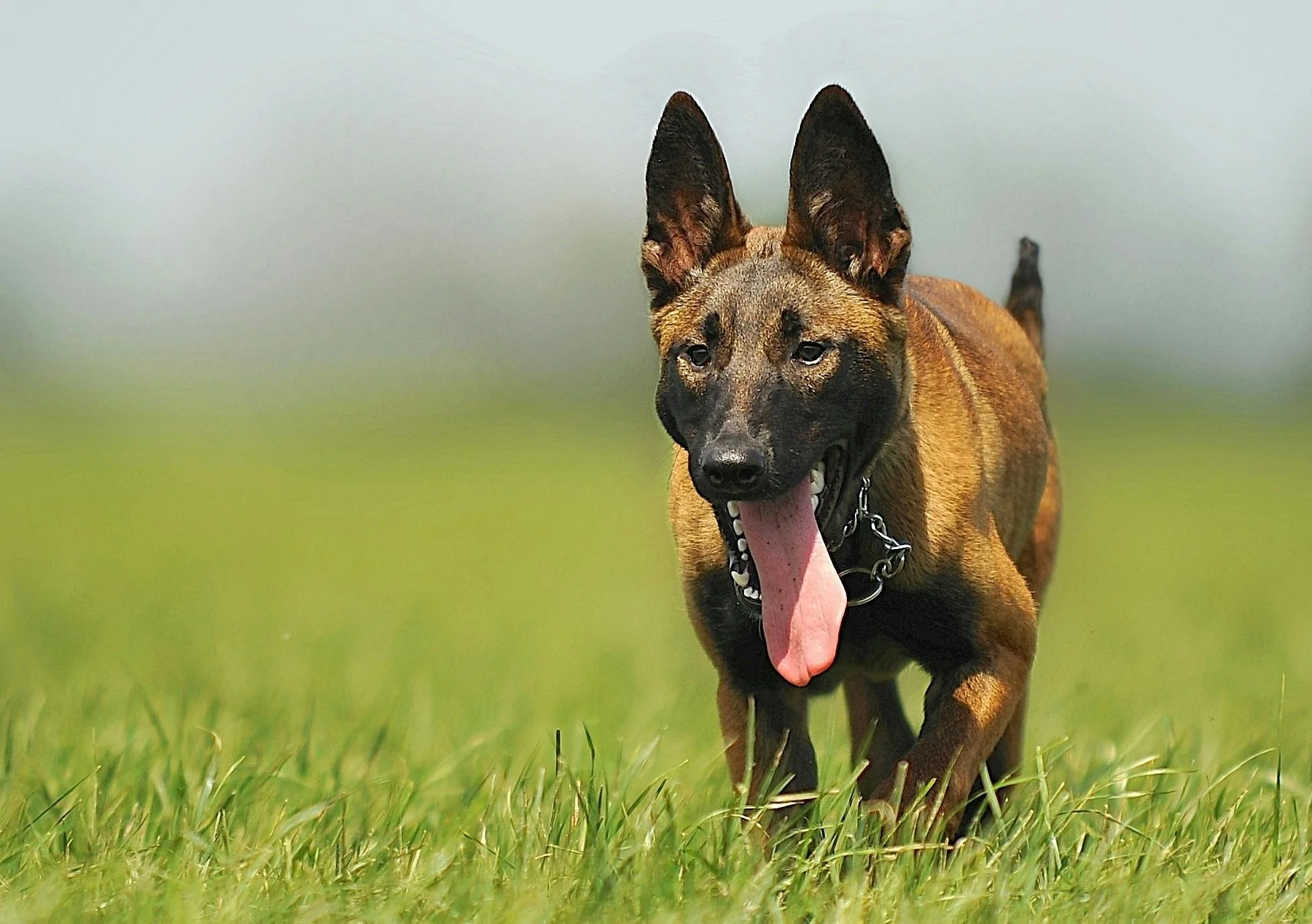 brown dog with tongue hanging out running through grass Night Paws kind, peaceful, professional, affordable, in home euthanasia by knowledgeable veterinarian
