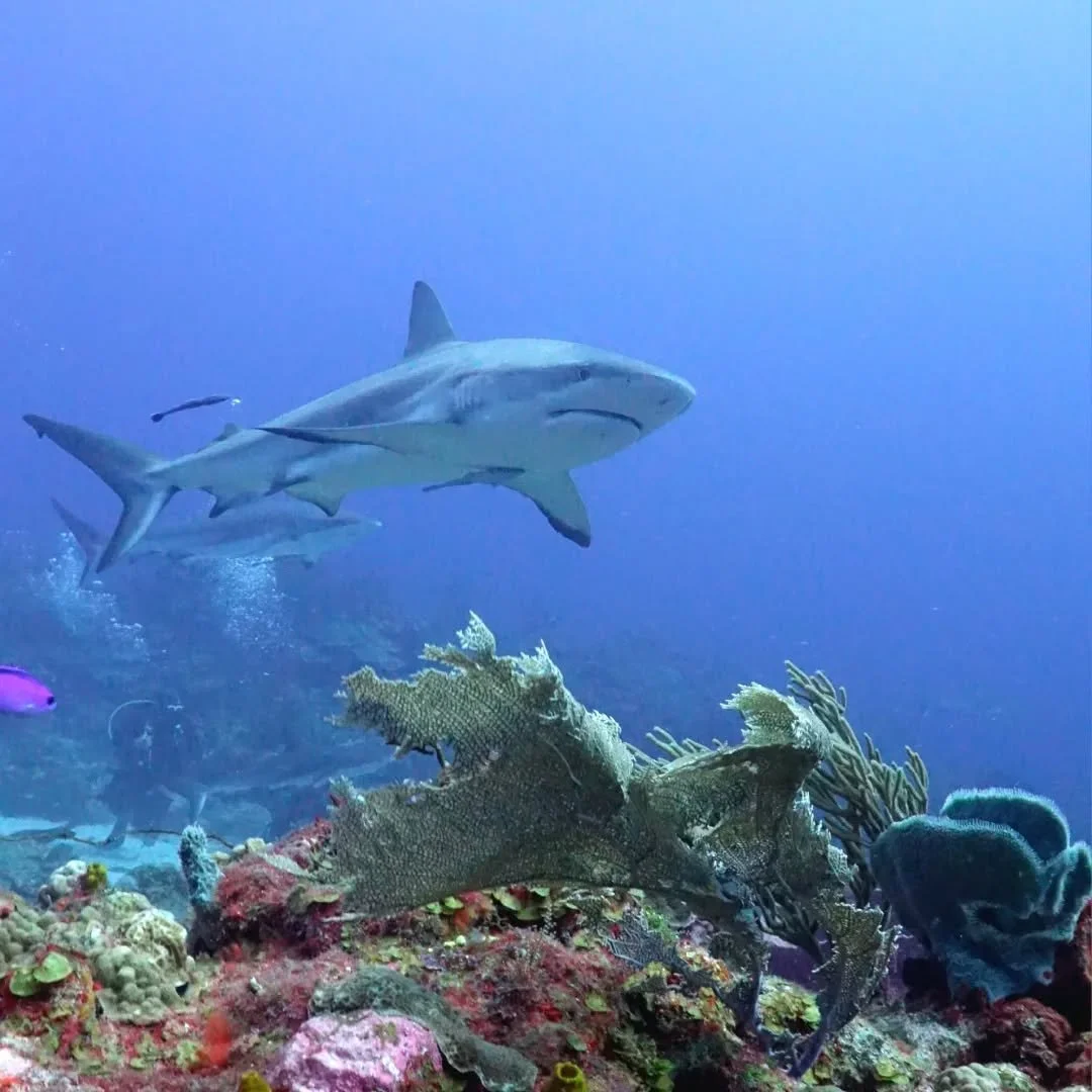 In honor of shark week!