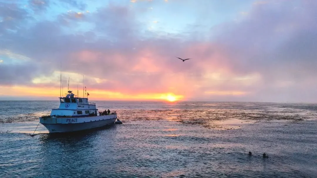 Sun setting, birds in the air, divers in the water and good times. @thepeaceboat has taken me to some of my most memorable dives that I have ever done. 

#thepeacediveboat #scubadiving #underwaterphotography #sunset #underwatervideography