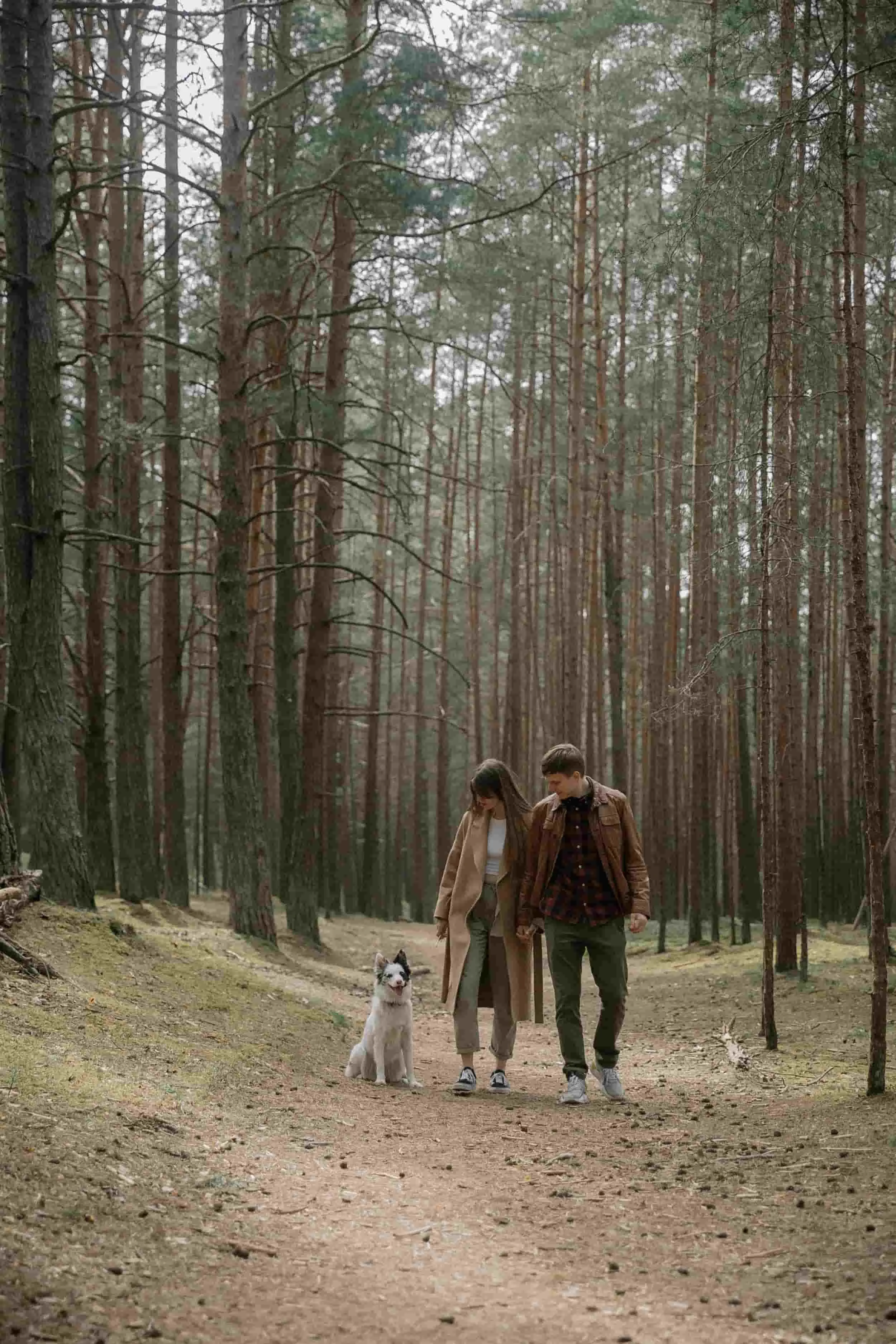 Couple walking hand in hand with their dog on a forest path surrounded by tall pine trees.