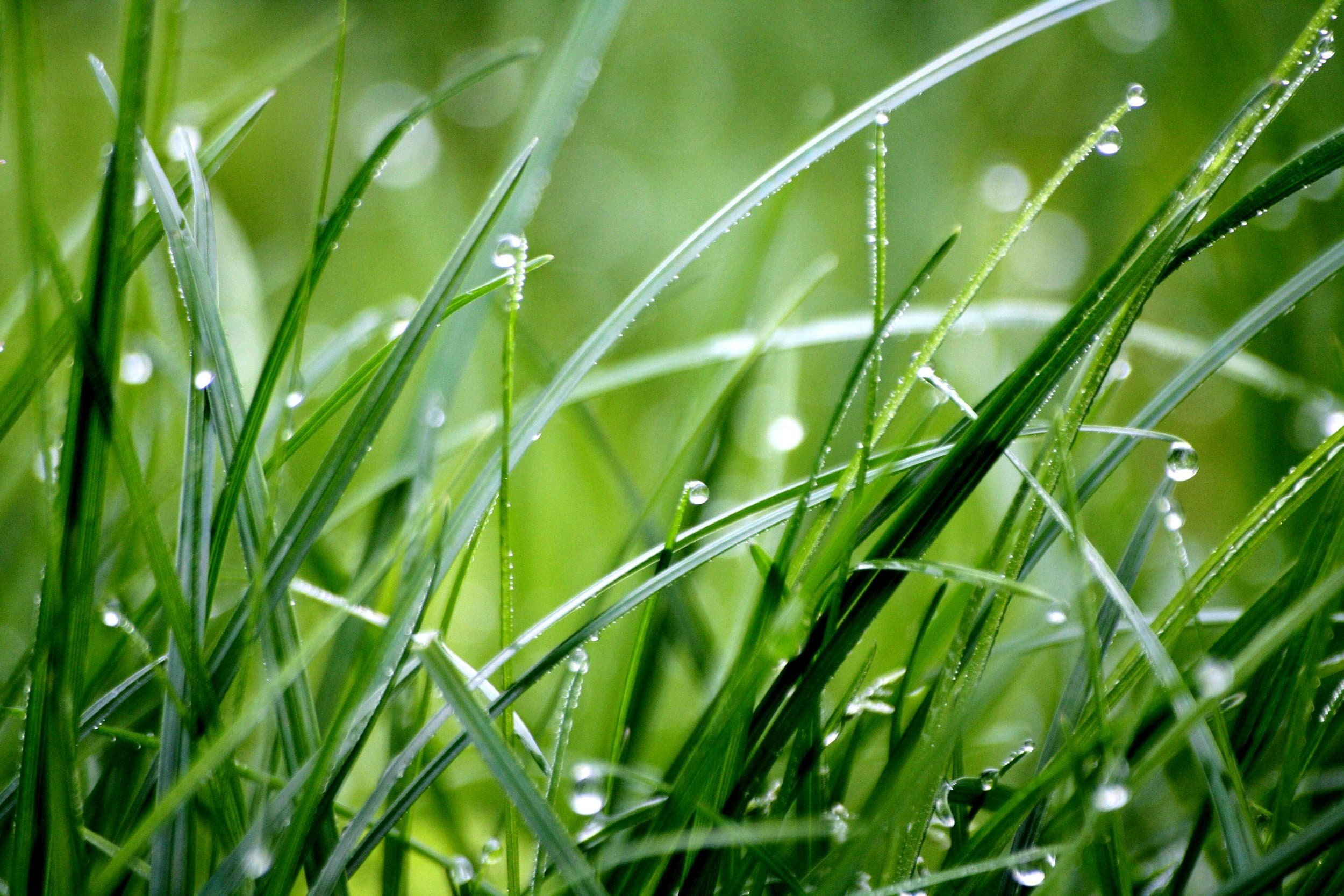 Close-up of green grass blades with water droplets on them, with a blurred green background.