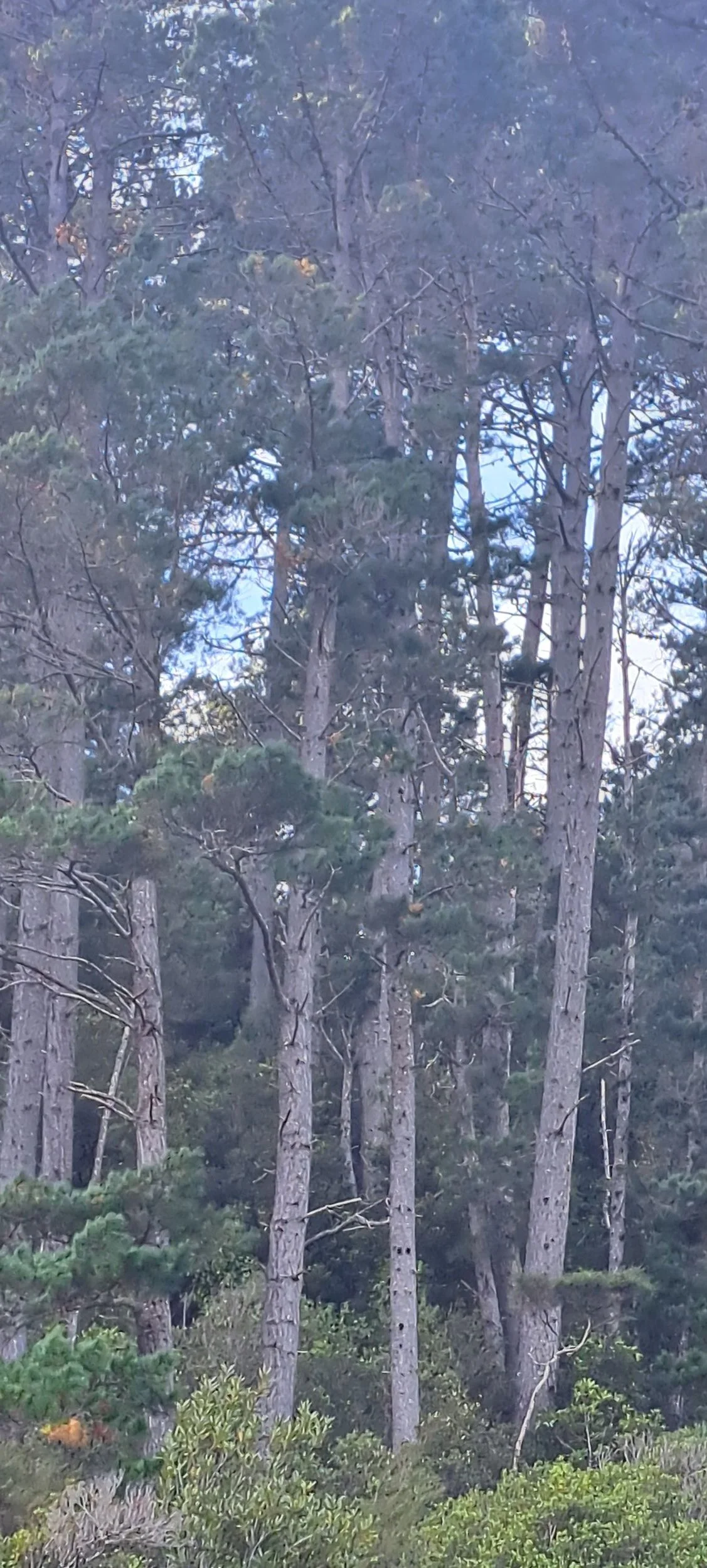 New Zealand and the climate crisis; pining - planting pine trees -  for a low emissions future?