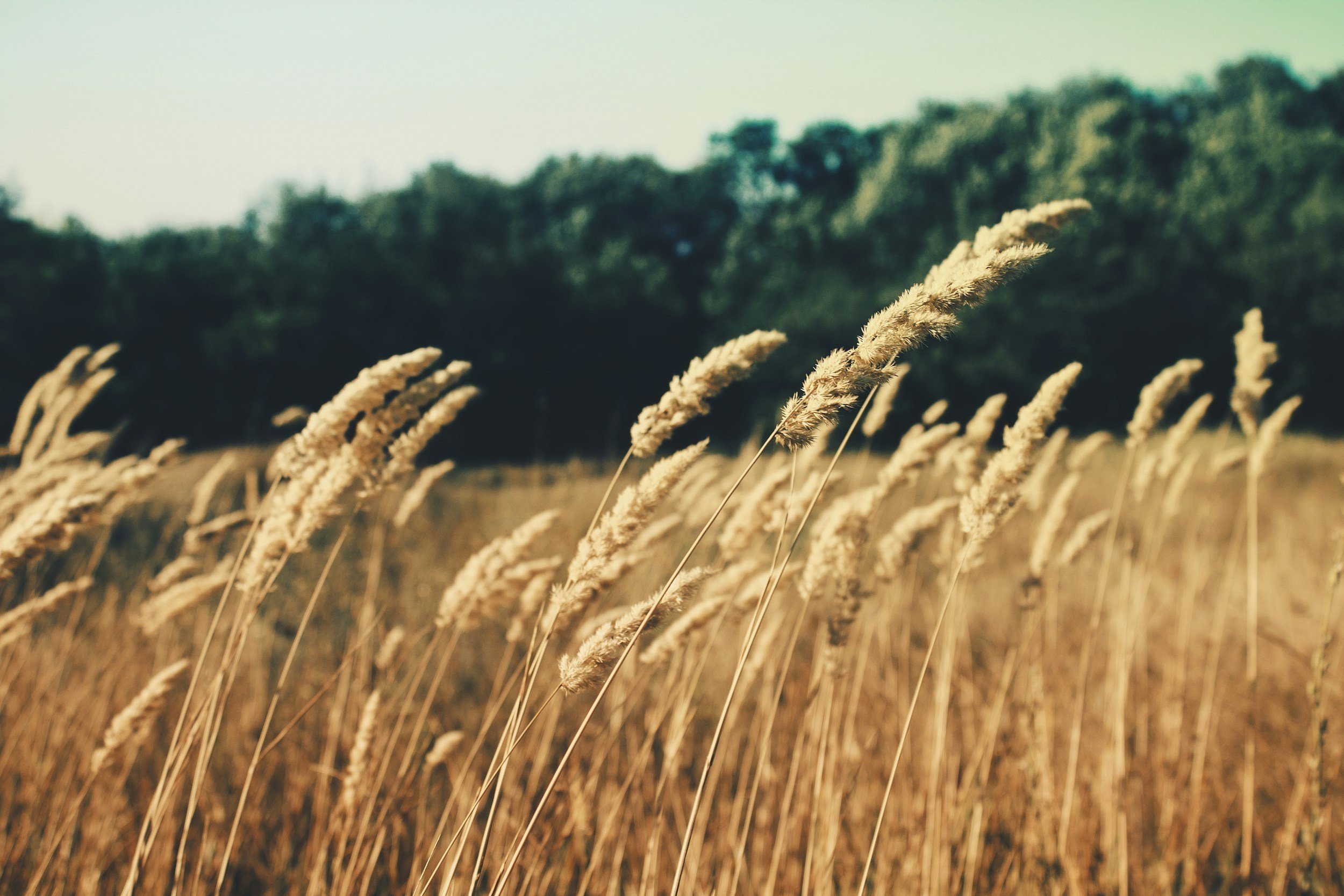 Golden wheat swaying in the breeze, reflecting  the peaceful prairie landscape of West Central Saskatchewan