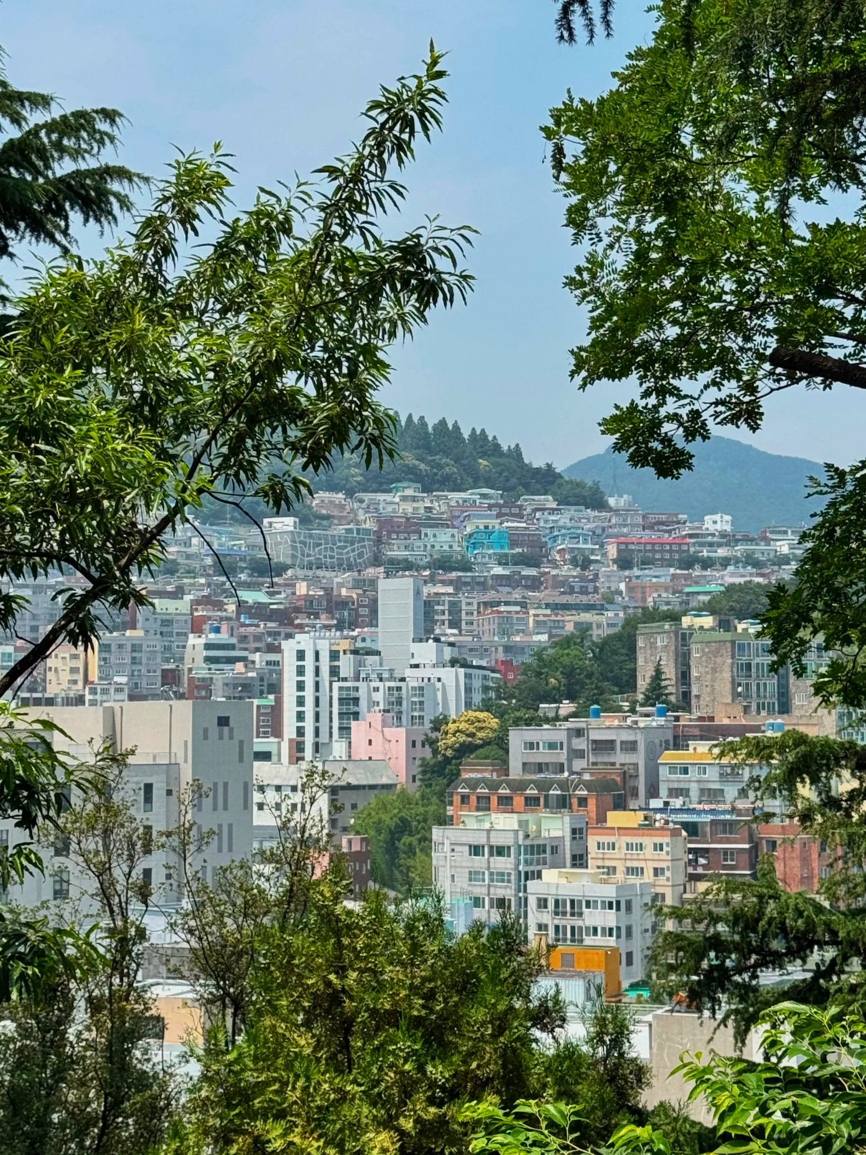 Colorful hillside homes and dense city buildings viewed through trees in Busan, South Korea