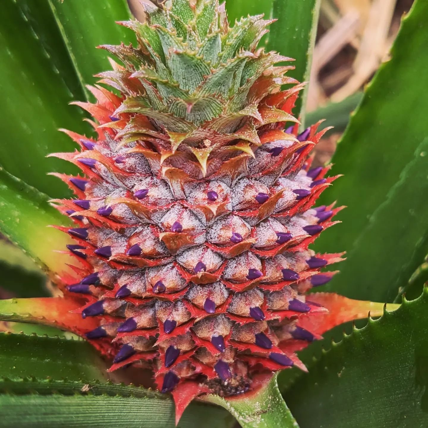 Baby pineapple is so colorful. We have a whole pineapple nursery. Come see for yourself!

#pineapple #babypineapple #springfruit