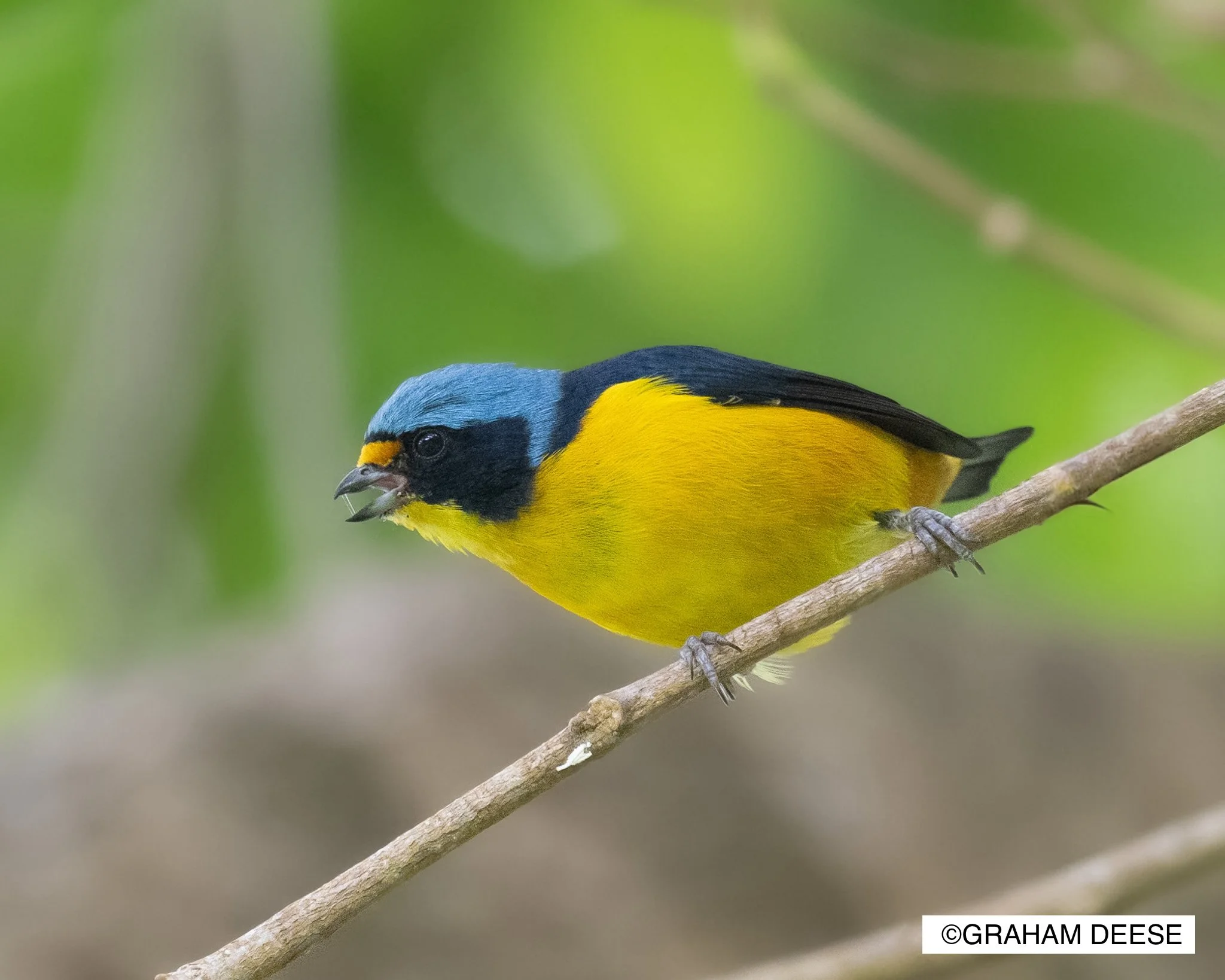 Puerto Rican Euphonia