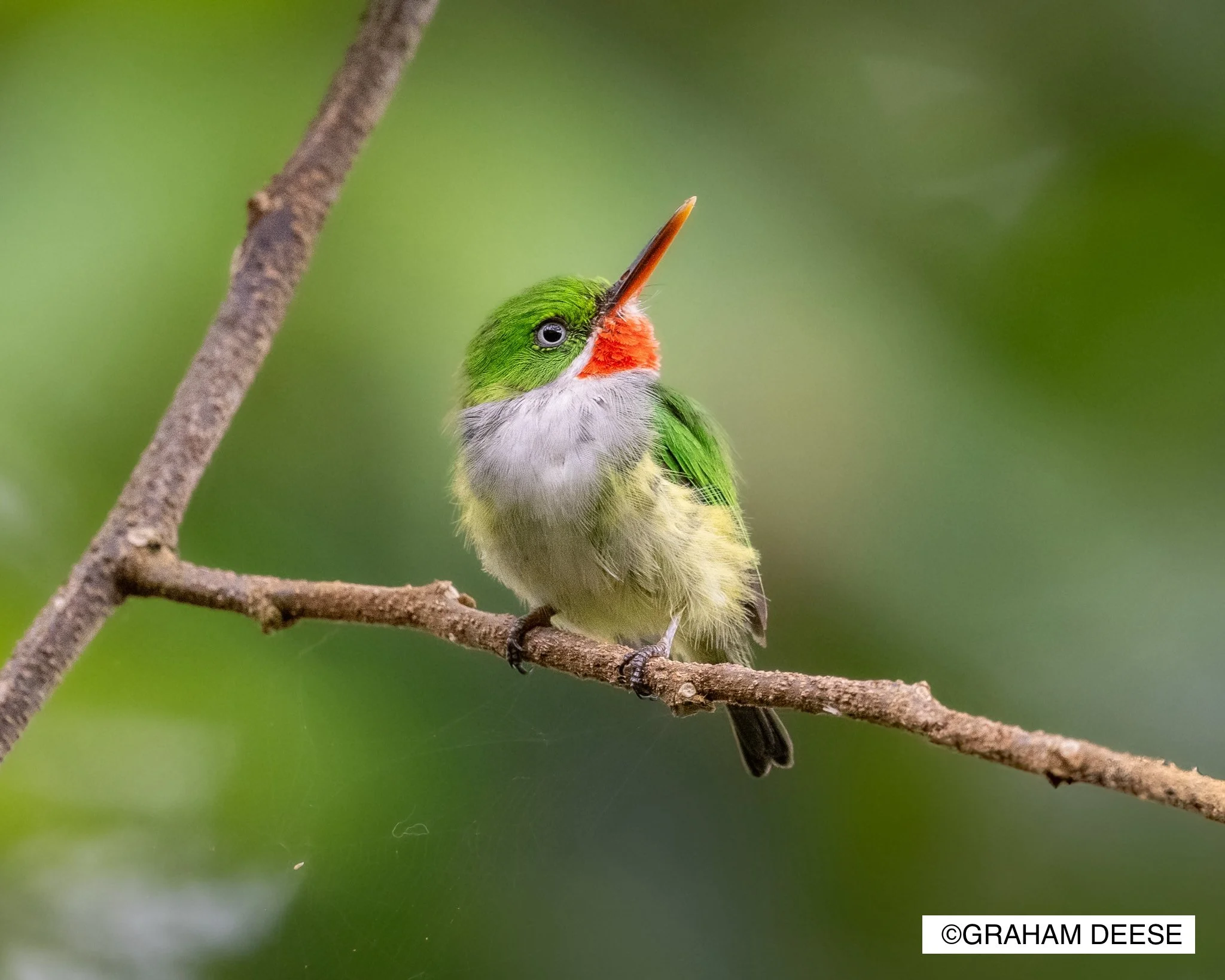 Puerto Rican Tody Bird