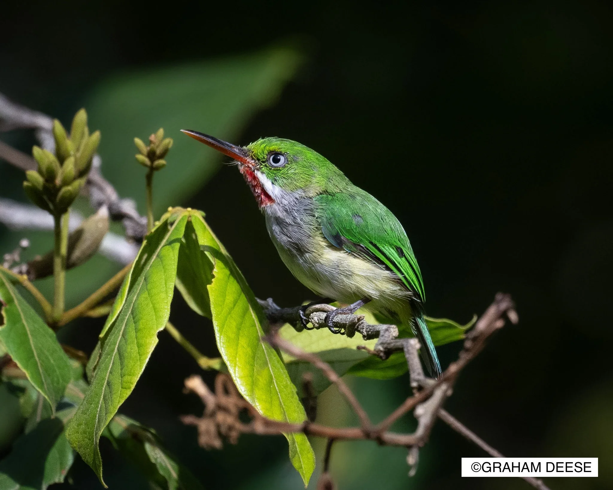 Puerto Rican Tody Bird