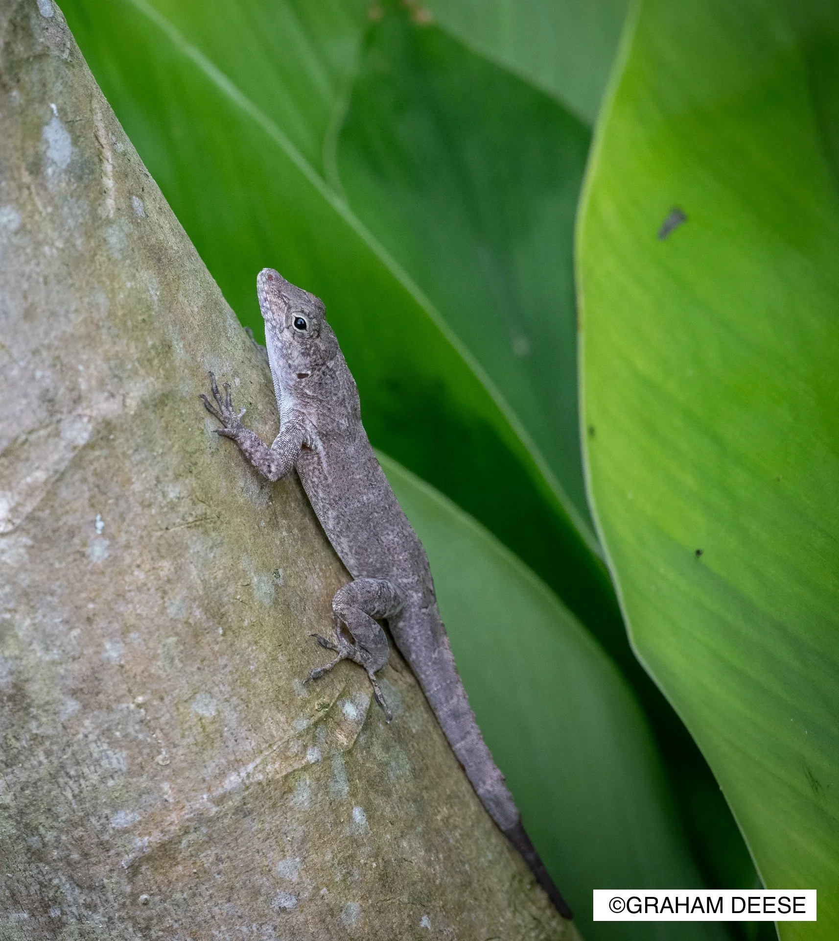 Crested Anole