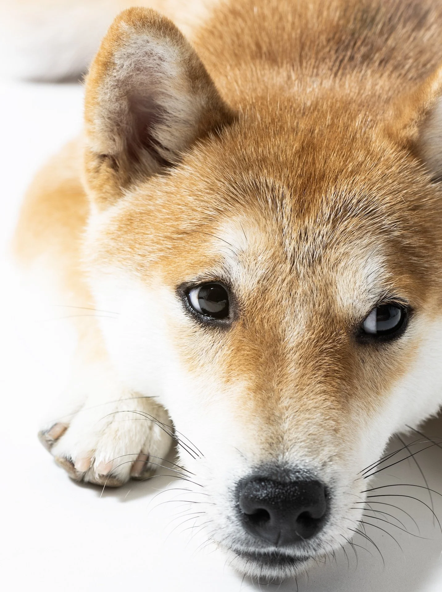 伏せをしている柴犬の顔