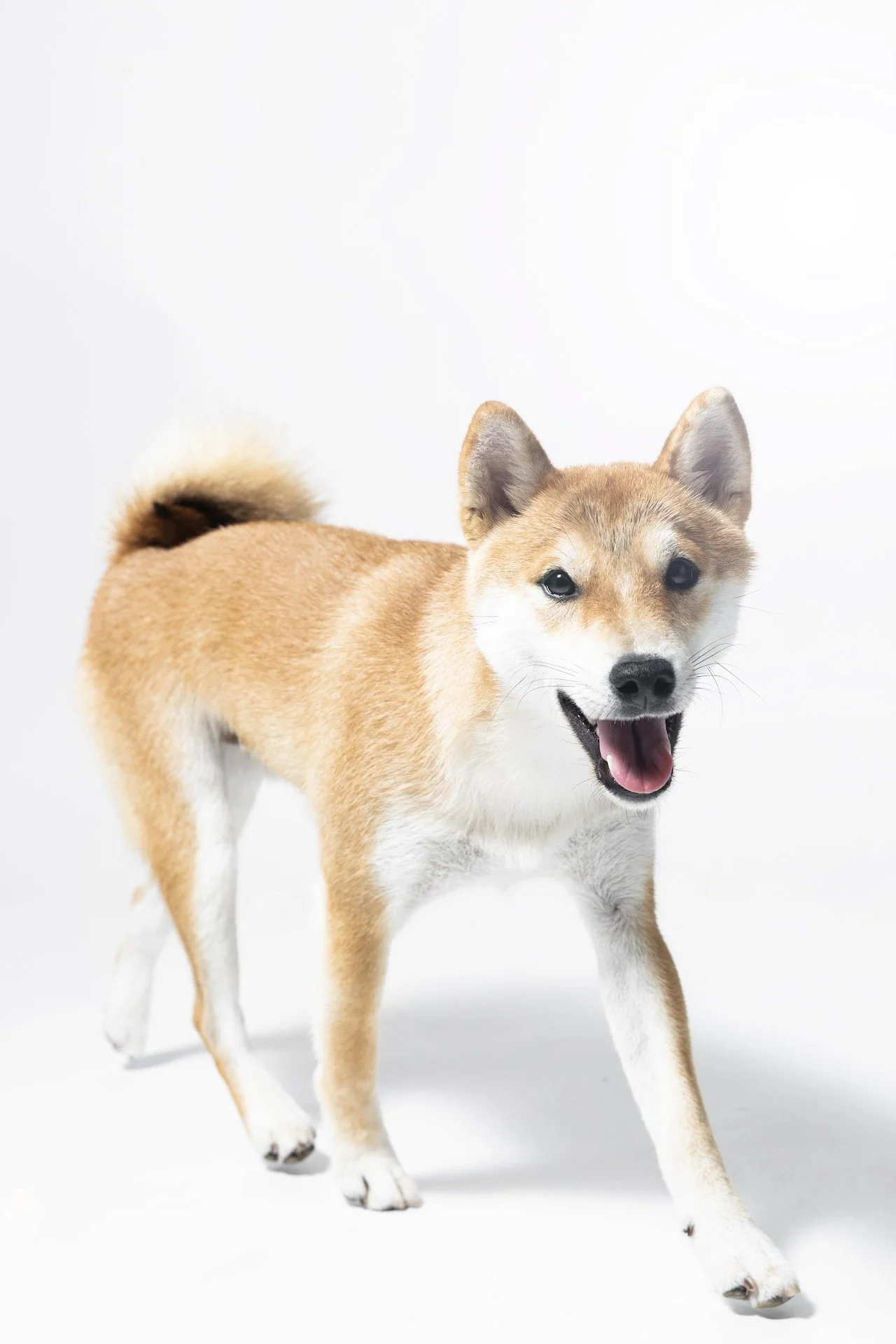 口を開けてこちらに歩いてくる柴犬