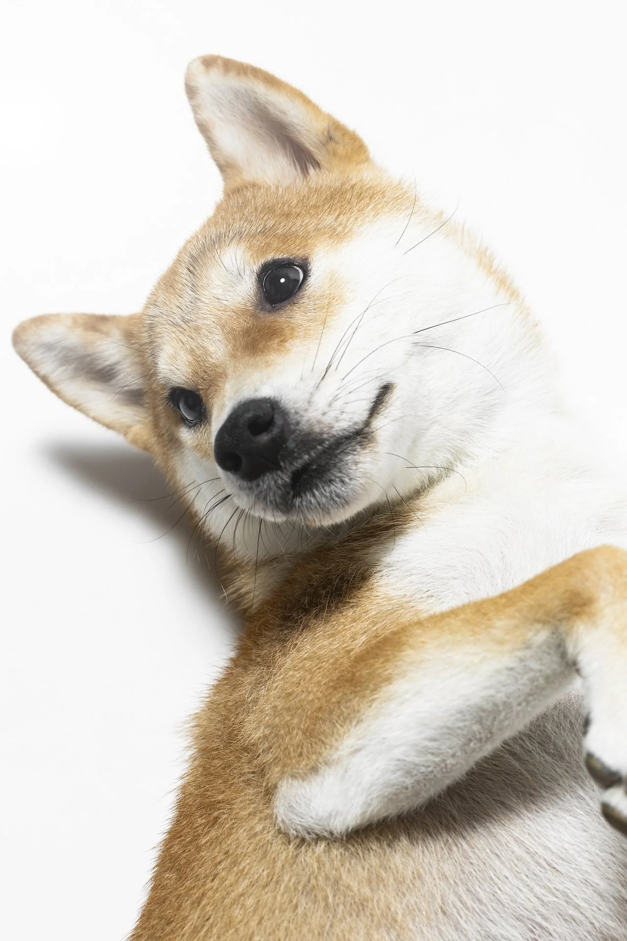 仰向けの柴犬
