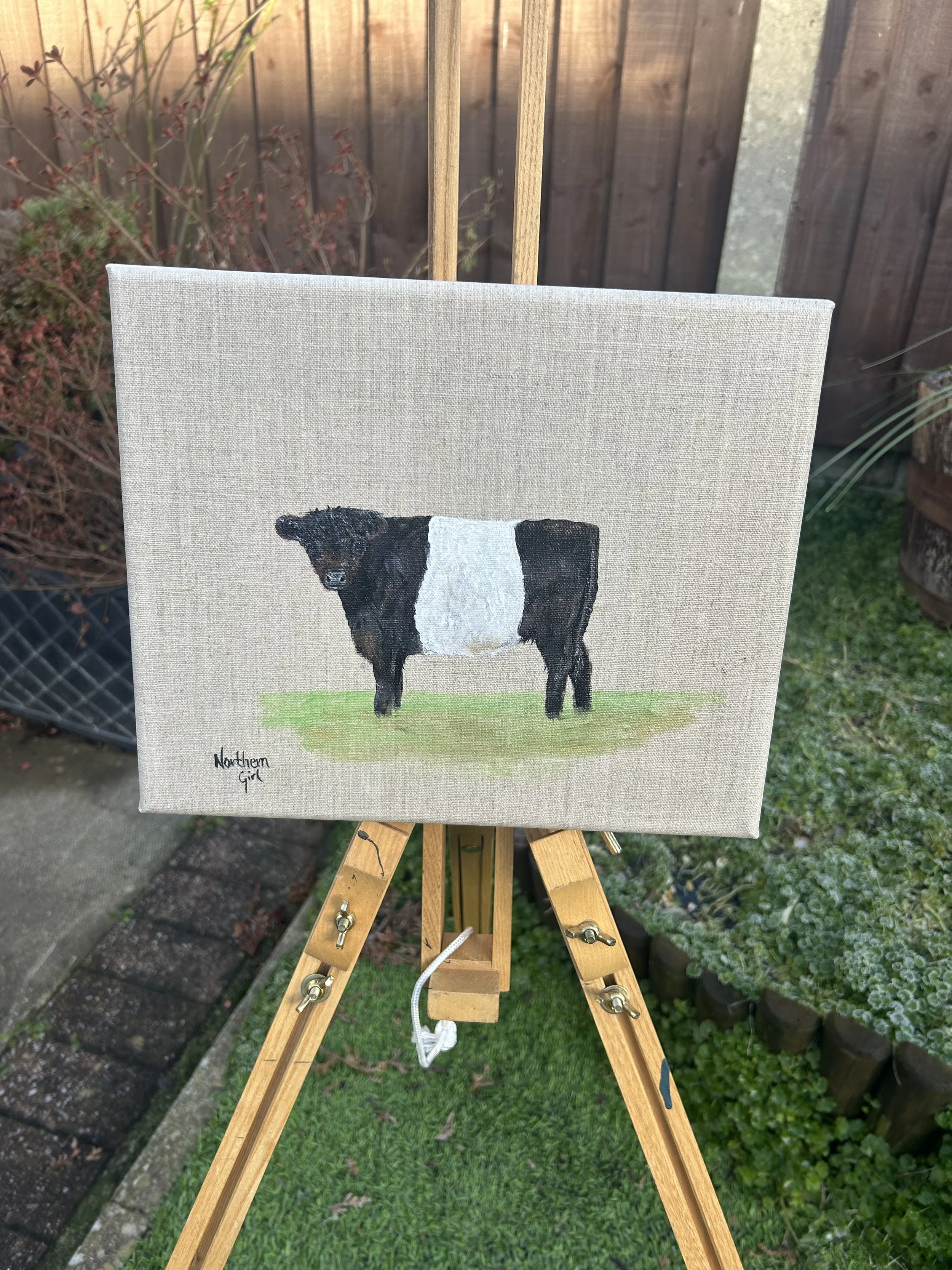 Belted Galloway on Linen