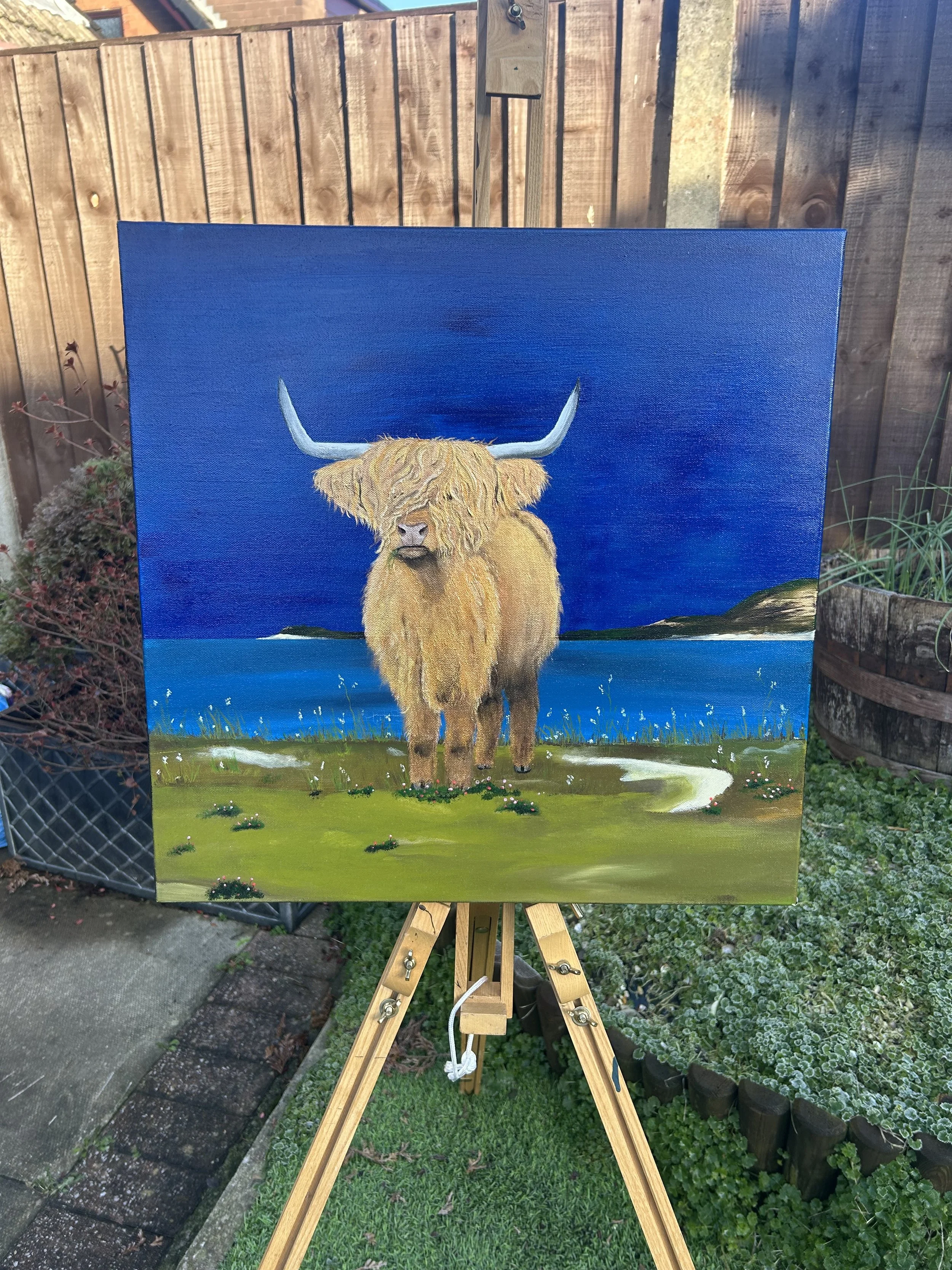 Highland Coo in the Hebredies