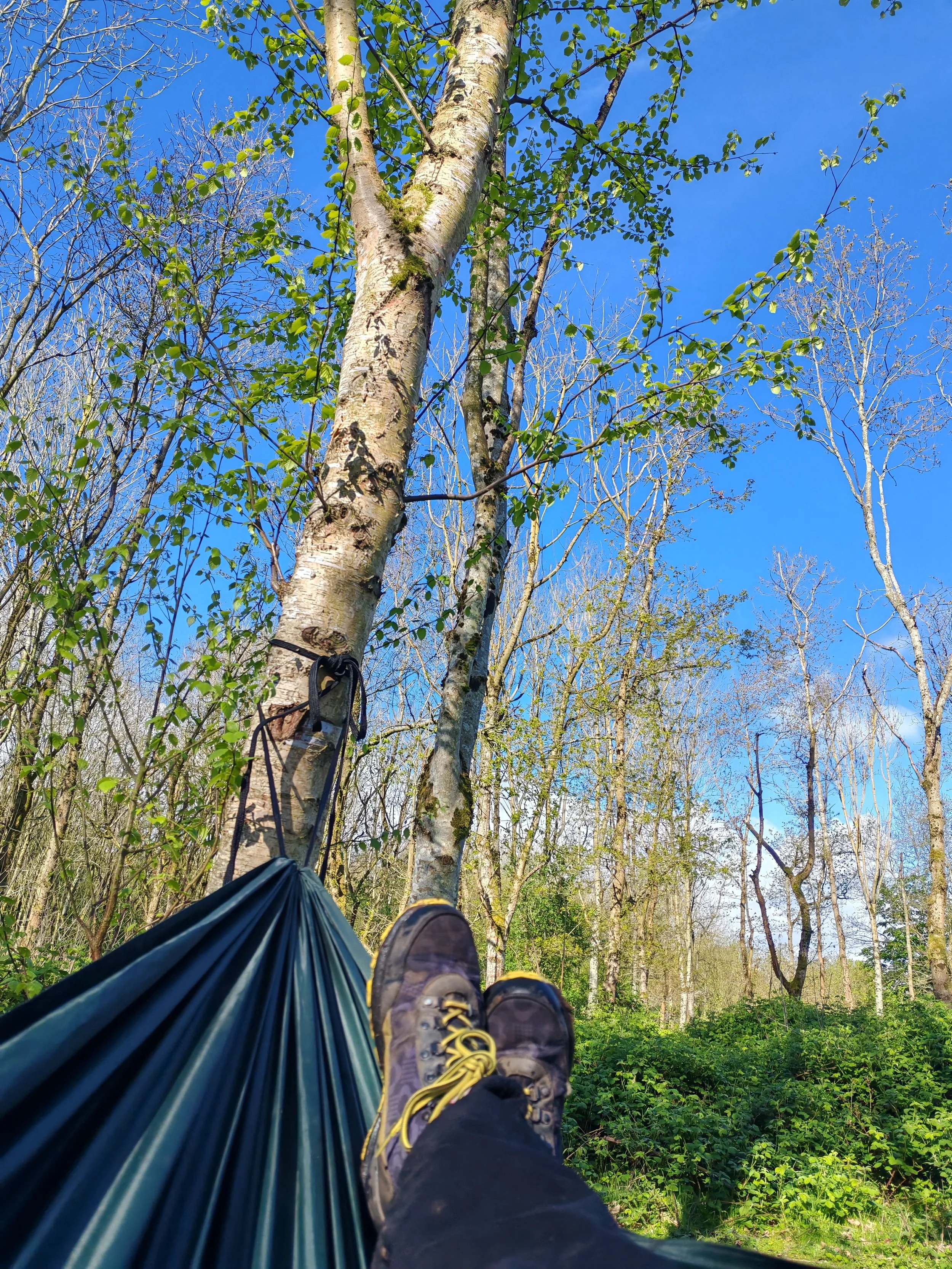 What is forest bathing?