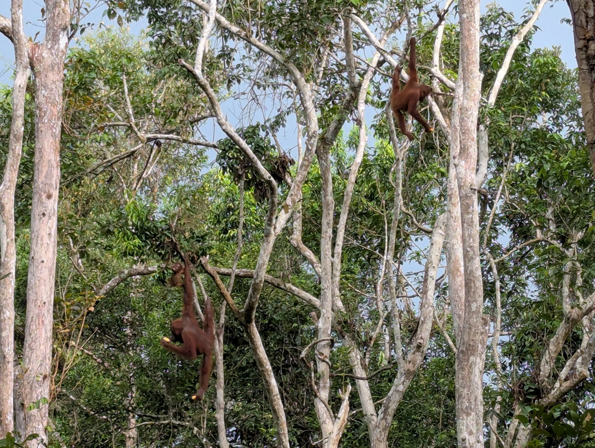 Etwas mehr vom "echten" Indonesien - Java und Kalimantan