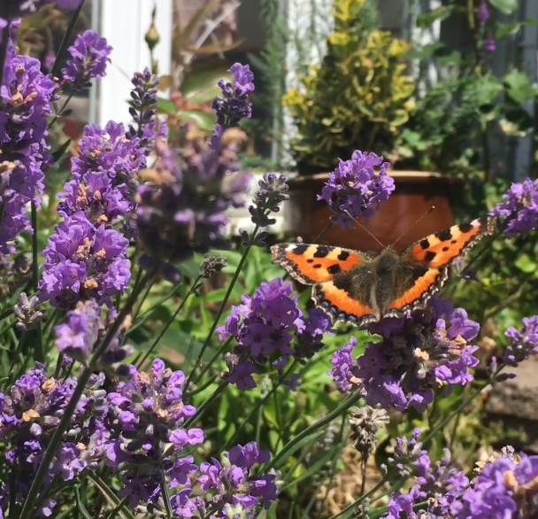 Butterfly.png