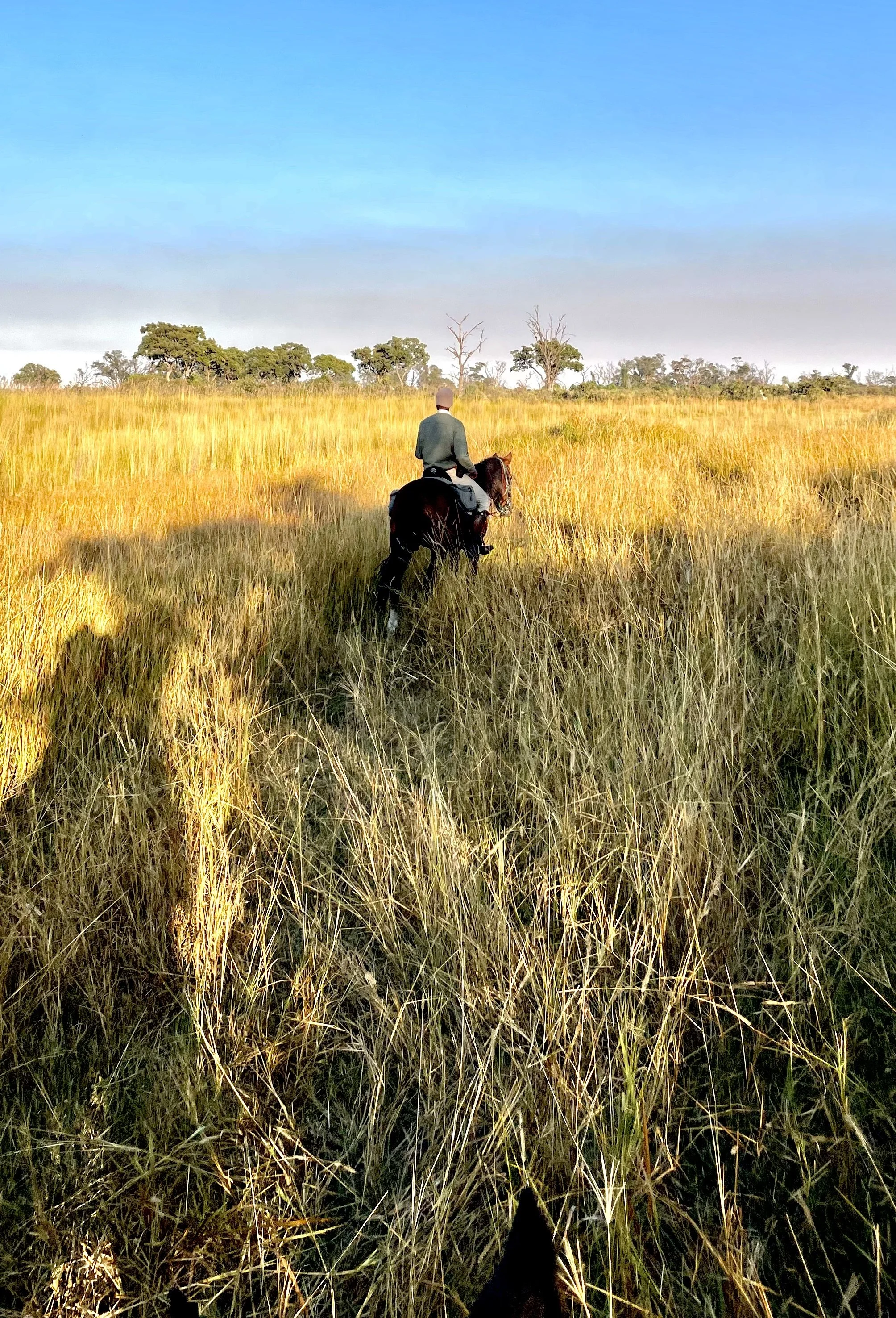 Botswana Cha Cha Metsi Horse Safari Riding Muse