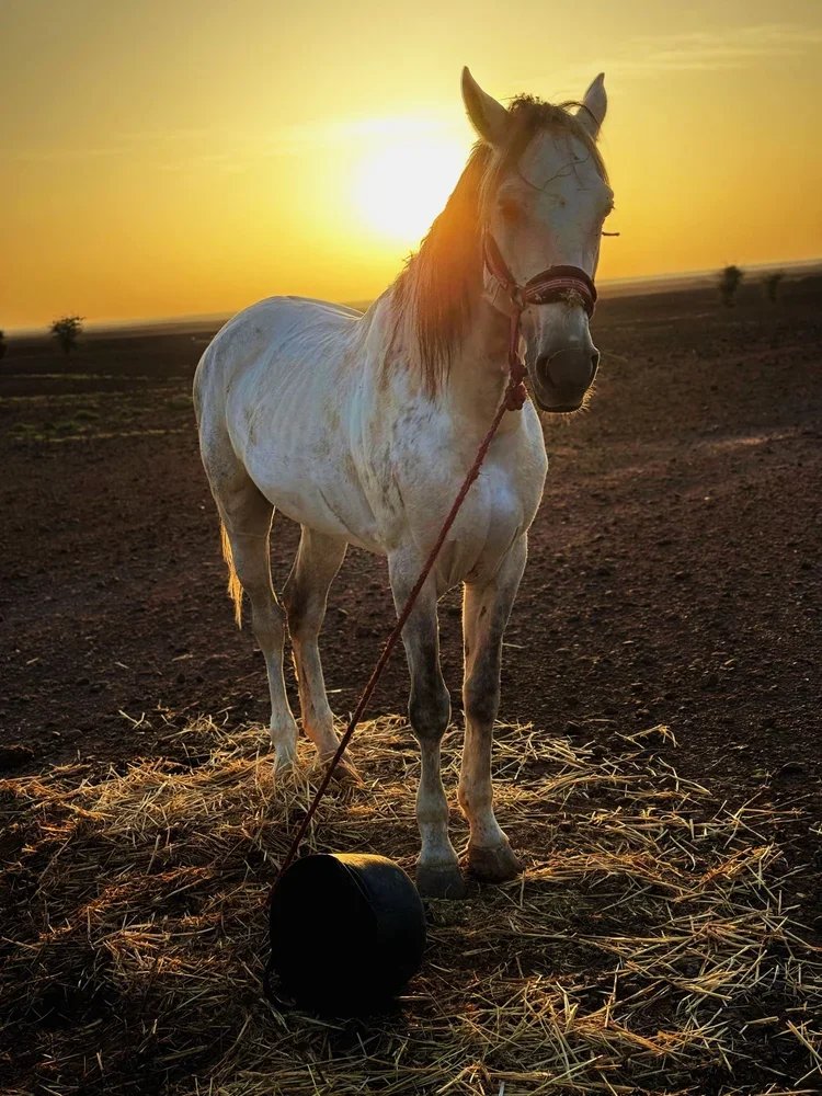 2_Adventure_Morocco_ RidingMuse_Gallery_CRNVE2304.jpg.webp
