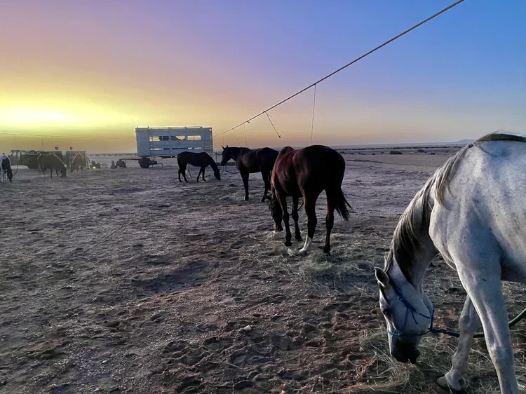 18_Adventure_Namibia_ RidingMuse_Gallery_IMG_4499.jpeg.webp