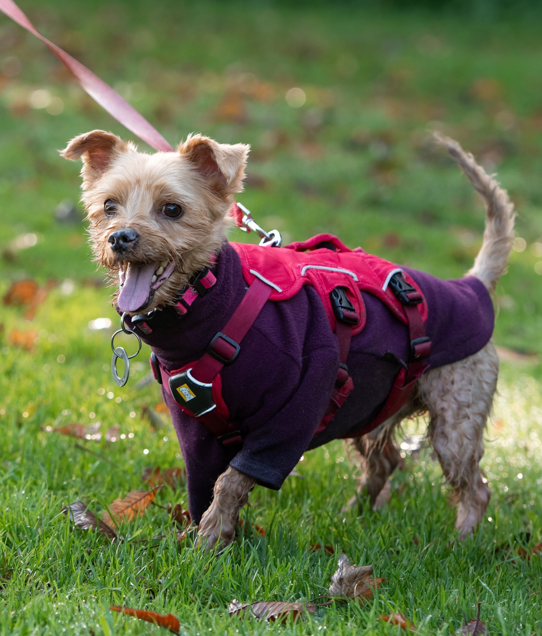 Does a wagging tail always mean a happy dog?