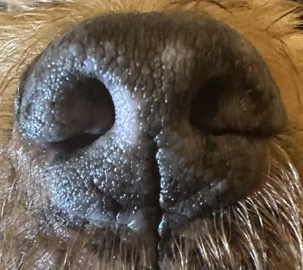 Sniffing, Is it really that important?