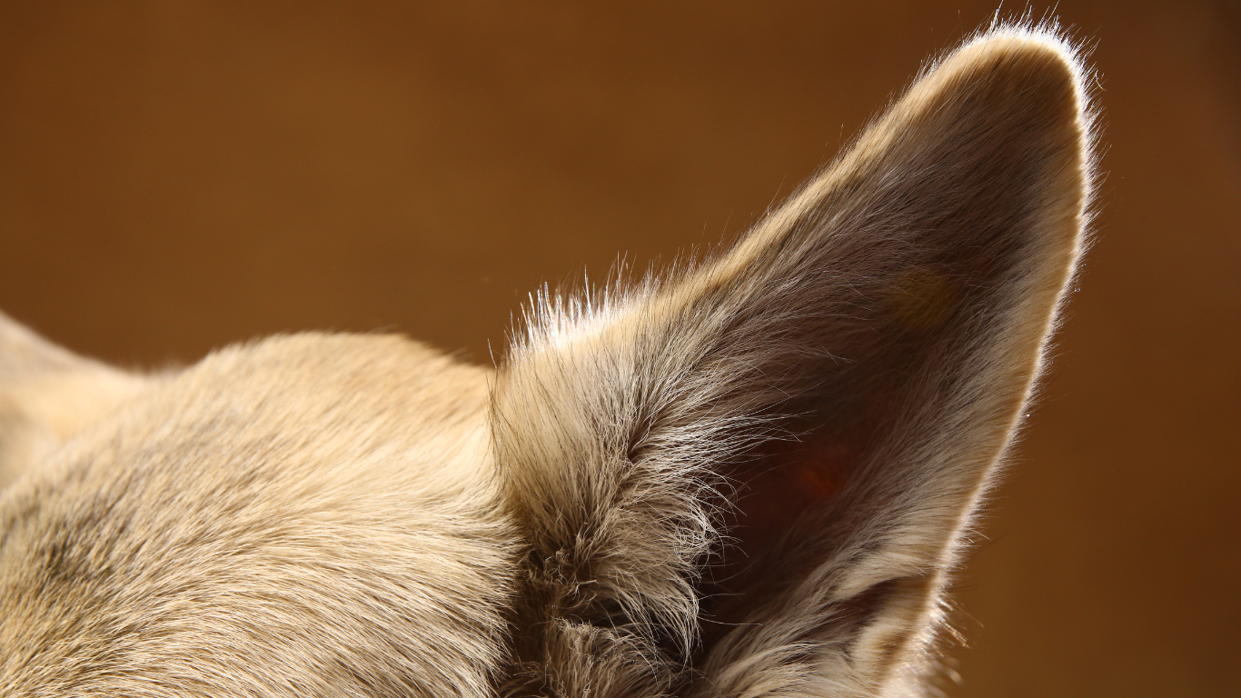 Sound advice on protecting your dog’s hearing.