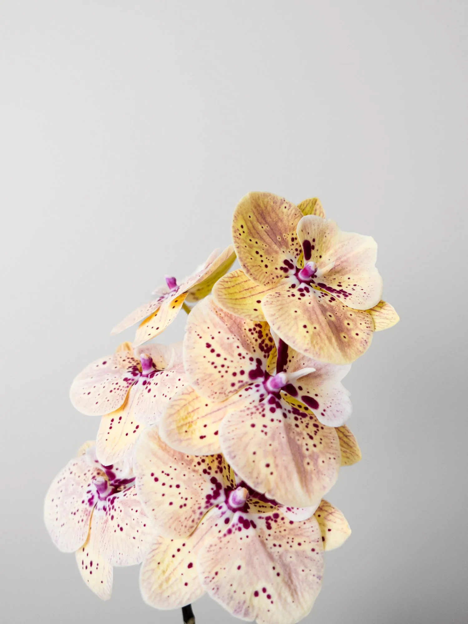 1963 WINTER - ORCHID-2.jpg