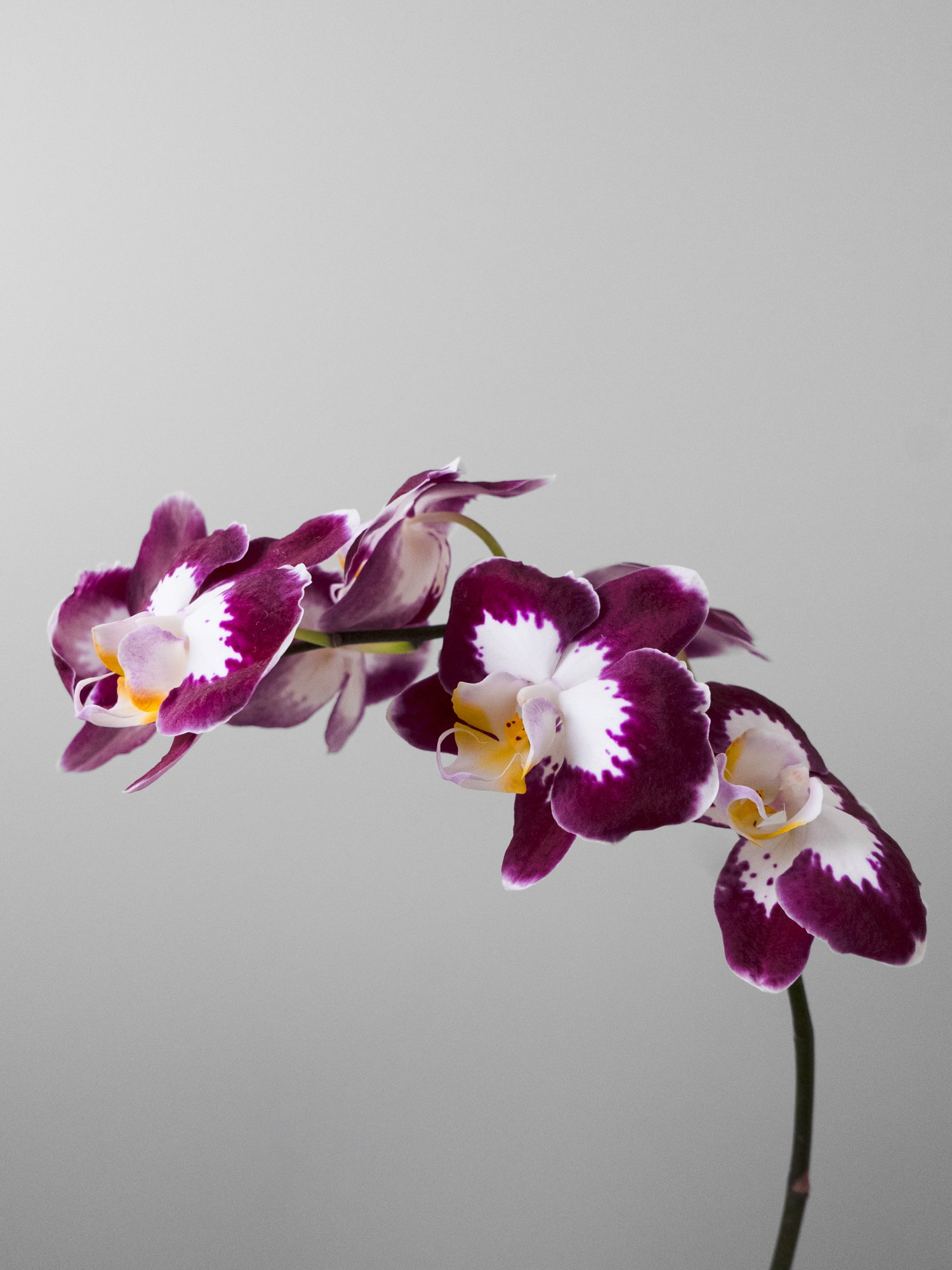 ( Add-on only ) Phalaenopsis Orchid