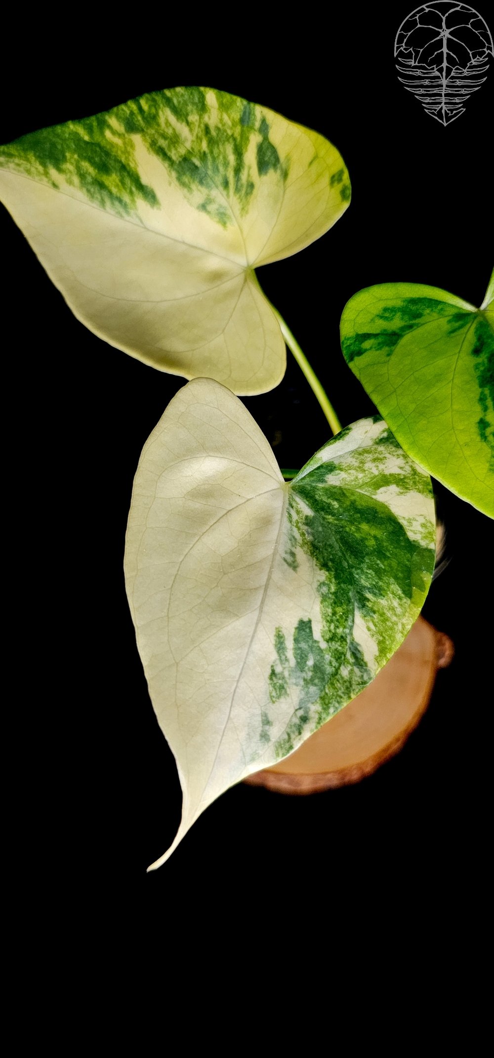 Resize_20250406_144343_3119.jpg