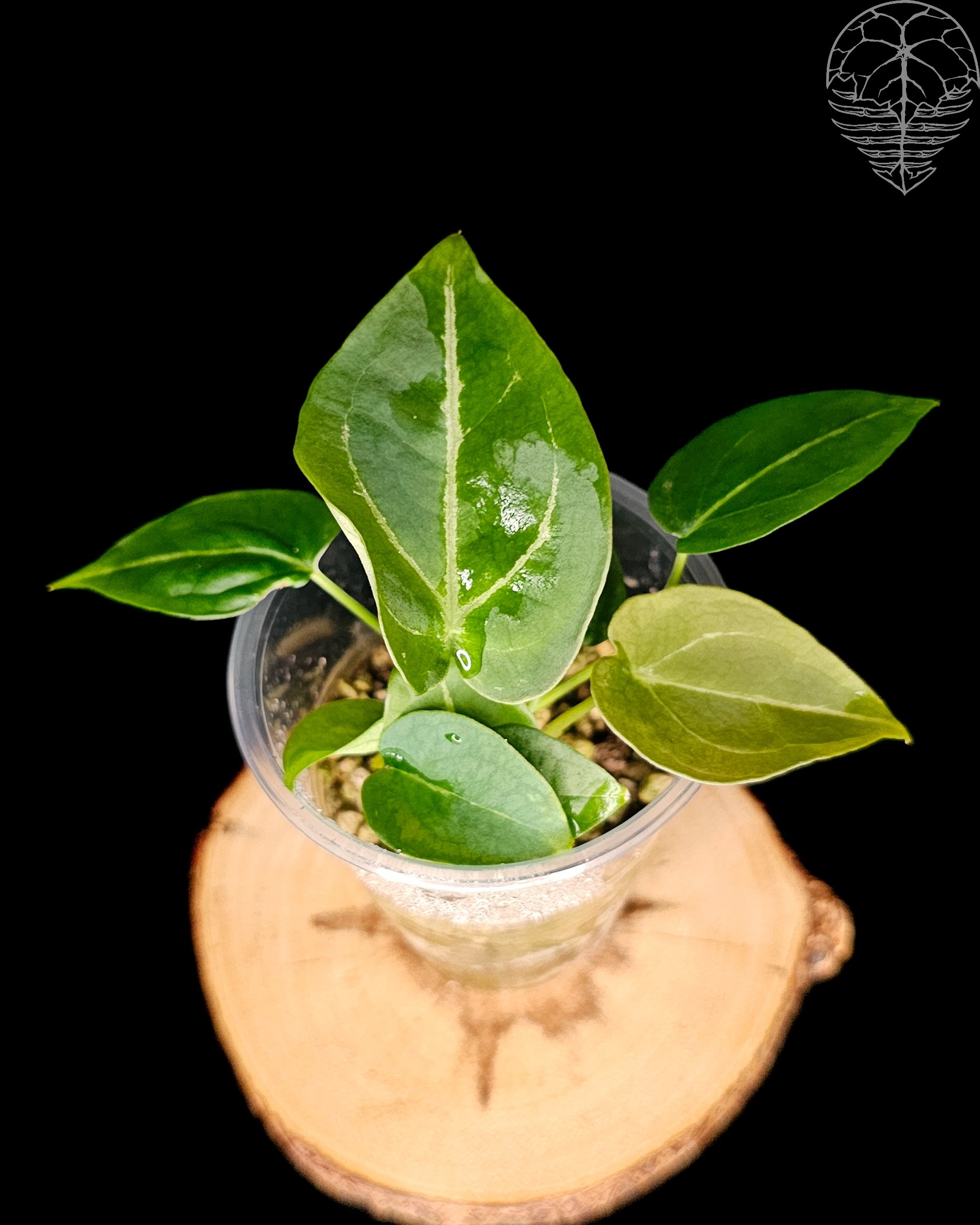 Anthurium Forgetii X (open pollination)