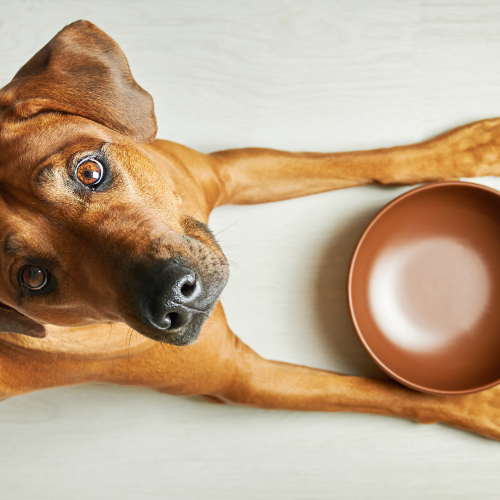 Sunday Dinner For Dogs