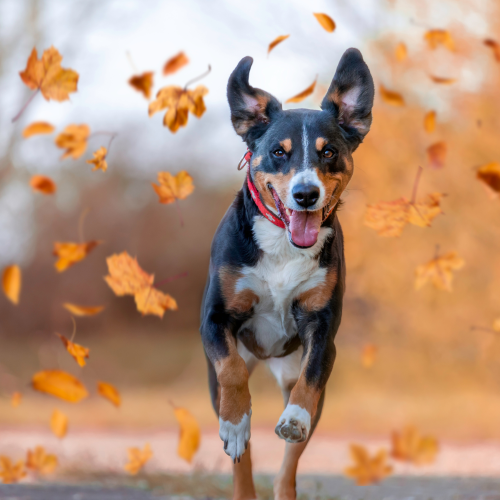 Autumn Harvest Kibble Topper