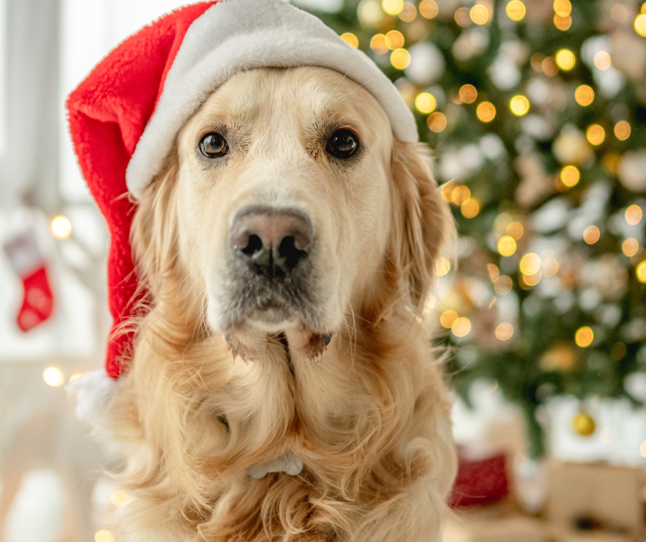 5 Christmas Safety Tips for Dogs: Food Hazards, Stress, First Aid &amp; Holiday Risks